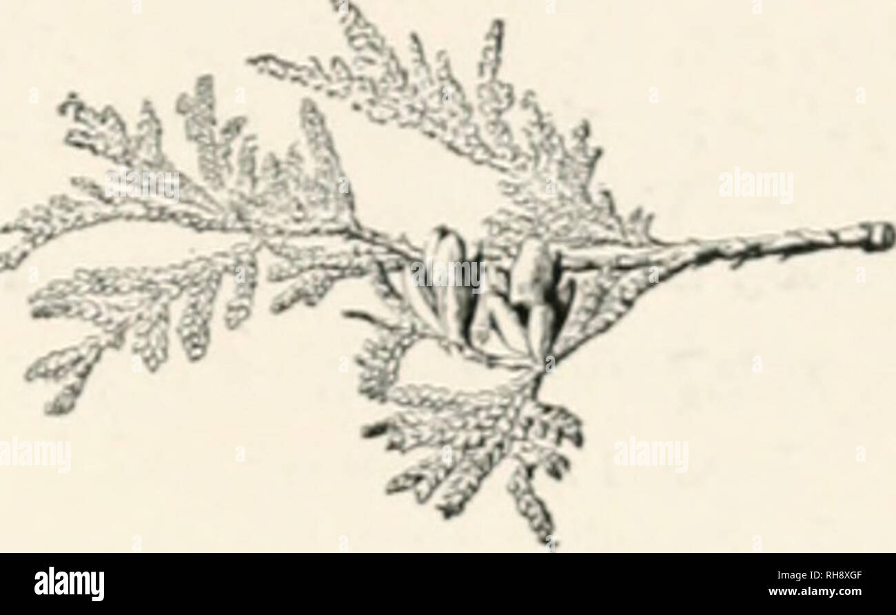 Juniper poles hires stock photography and images Alamy