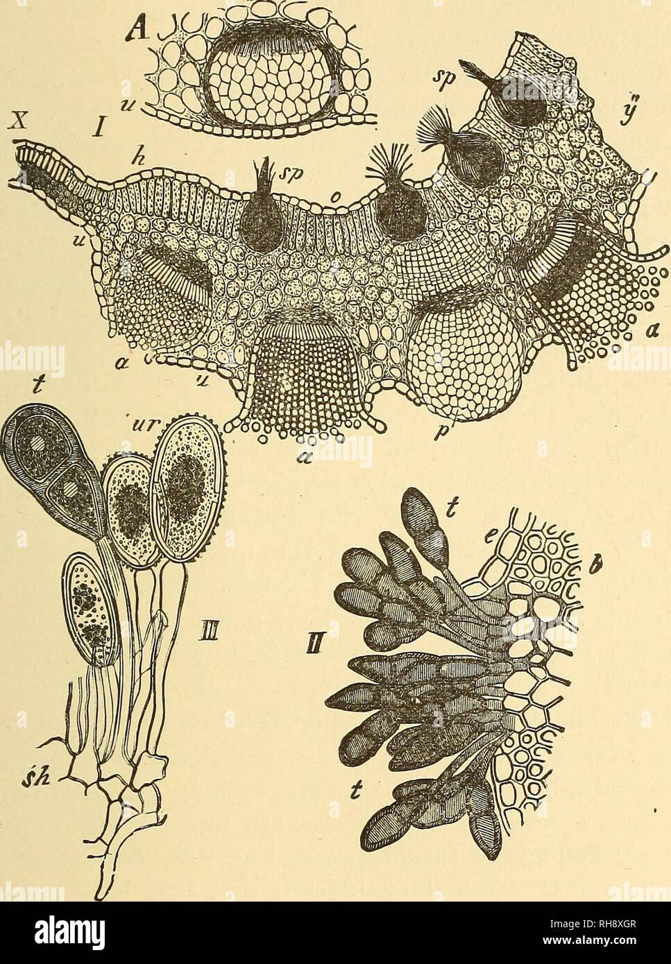 . Botany for high schools and colleges. Botany. UREDINE^. 311 hjpliae, wliicli penetrate between the cells, causing the leaves to become usually much thickened and distorted in those parts which are infested with the parasitic growths. Oc-. Fig. 216.—Several stages of Puecinia graminis. A, part of a vertical section of a leaf of the Barberry {Berberis vulgaris), with a young unopened ascidium fruit; u, epidermis. /., section of a Barberry leaf, natural thickness at X, greatly thickened from h toward y; u, epidermis of the under surface ; o, of the upper surface ; p, unopened aecidium fruit; «, Stock Photo