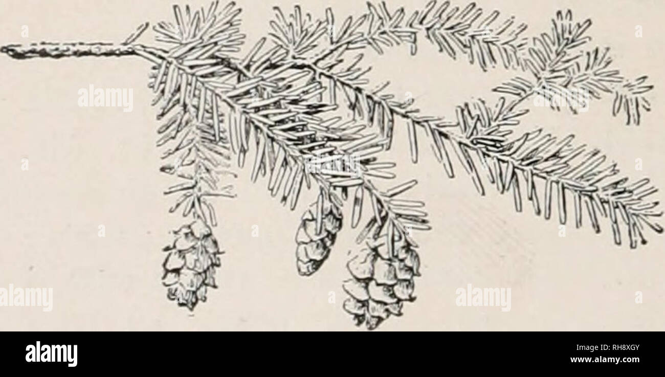. Botany, an elementary text for schools. Botany. 423. Pinus Austriaca. P. Austriaca, Hoss. Austrian pine. Fig. 423. Large tree with very rougli bark, and long, dark green stiff leaves (about 6 in. long) in 2's : cone about 3 in. long, the scales not prickly. Europe, commonly planted ; a coarser tree than the Scotch pine. PiCEA. Spruce. Trees of medium or large size, with short, scat- tered leaves : cones maturing the first year, hanging at maturity, their scales thin. P. exc61sa, Link. Norway spruce. Figs. 270, 27L Becoming a tall tree : cones 5-7 in. long, the large scales very thin-edged. E Stock Photo