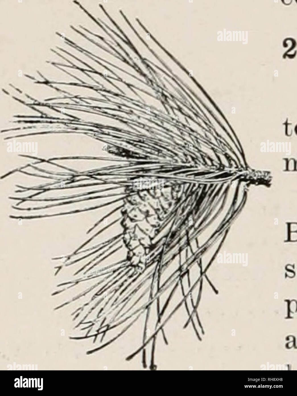 . Botany, an elementary text for schools. Botany. 288 THE KINDS OF PLANTS. 423. Pinus Austriaca. P. Austriaca, Hoss. Austrian pine. Fig. 423. Large tree with very rougli bark, and long, dark green stiff leaves (about 6 in. long) in 2's : cone about 3 in. long, the scales not prickly. Europe, commonly planted ; a coarser tree than the Scotch pine. PiCEA. Spruce. Trees of medium or large size, with short, scat- tered leaves : cones maturing the first year, hanging at maturity, their scales thin. P. exc61sa, Link. Norway spruce. Figs. 270, 27L Becoming a tall tree : cones 5-7 in. long, the large  Stock Photo