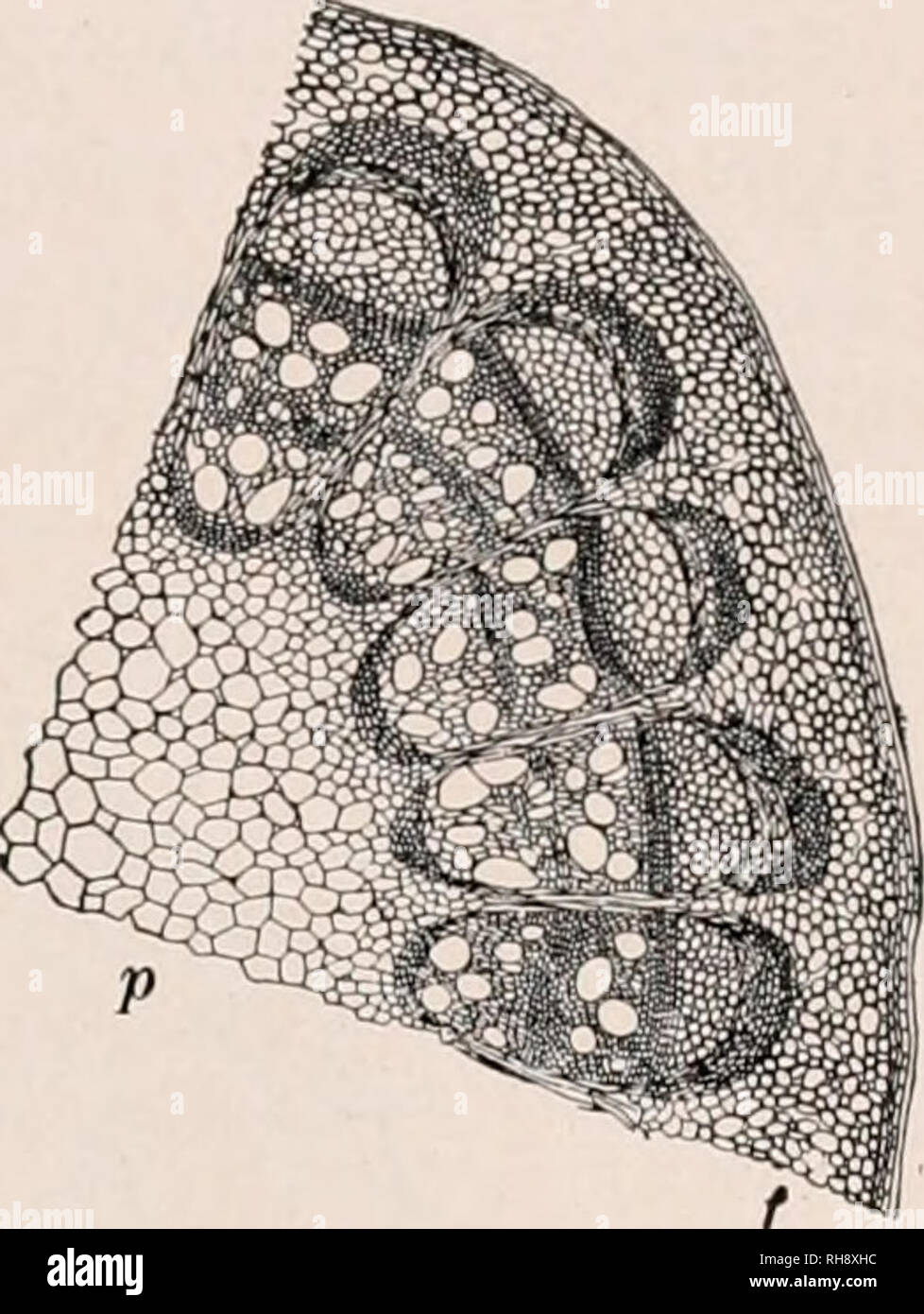 . Botany; an elementary text for schools. Plants. OTHER STEMS—THREE TYPES OF BUNDLES 261 one year old. Stain with hematoxylin. Make a permanent mount. Study with low power, and make a sketch show- ing the shape and location of the fibro-vascular bundles. Fig. 402. Save the mount for further study. If meni- spermum stems are not easily ob- tained, ivy (Hedera helix) or clem- atis may be substituted. 423. OTHER STEMS.—Besides the two types of stems studied above, which are prevalent among pheno- gams, there are other structures of stems found among the cryptogams. A common arrangement of the bun Stock Photo