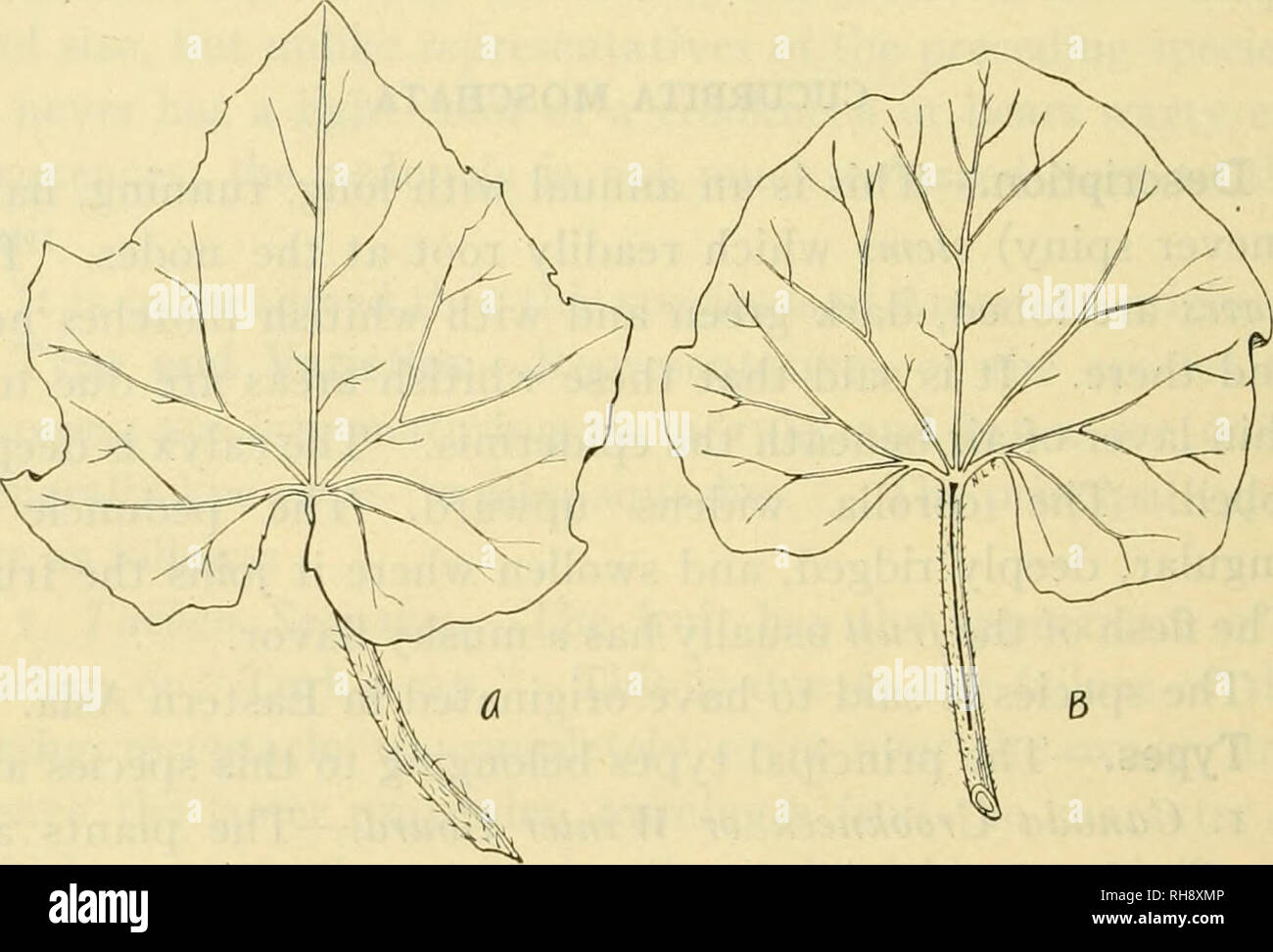 . The botany of crop plants; a text and reference book. Botany, Economic. 6i6 BOTANY OF CROP PLANTS example, out of 95 varieties examined, 85 had perfect flowers, and only 11 had imperfect flowers. The staminate flowers are in small clusters, or rarely soli- tary. The calyx tube is turbinate or campanulate, and its limb five-lobed. The corolla is campanulate, deeply five- lobed or five-parted, the lobes acute. The three stamens are. Fig. 252.—Leaves of A, cucumber (Cucumis sativus) and B. muskmelon (Cucumis melo). X J^- separate, with short filaments and oblong anthers. The ovary is rudimentar Stock Photo