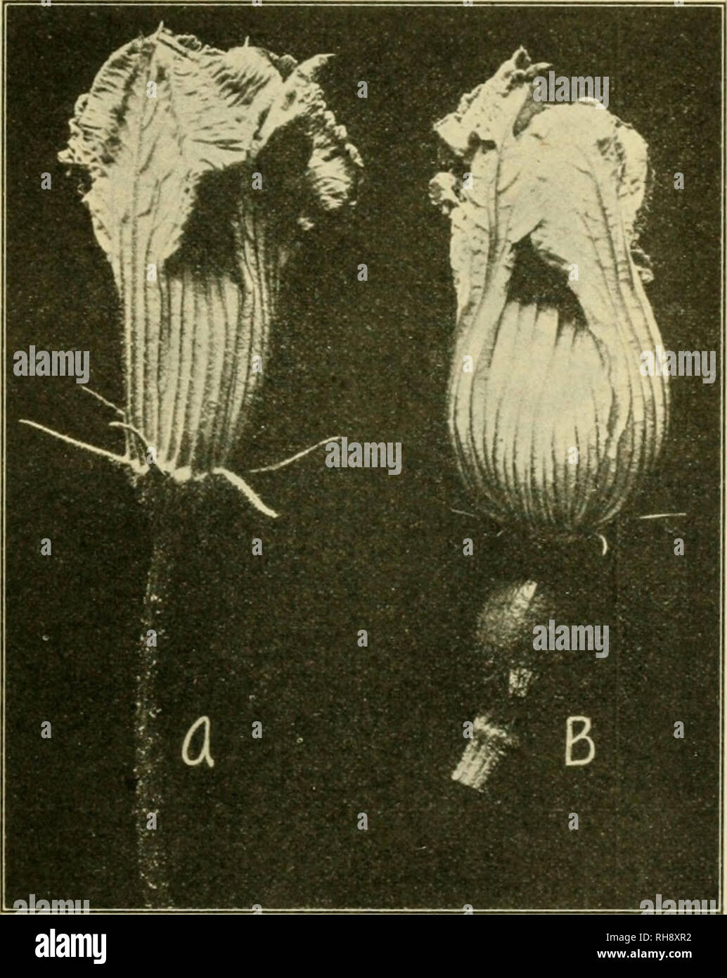 Sympetalous hires stock photography and images Alamy