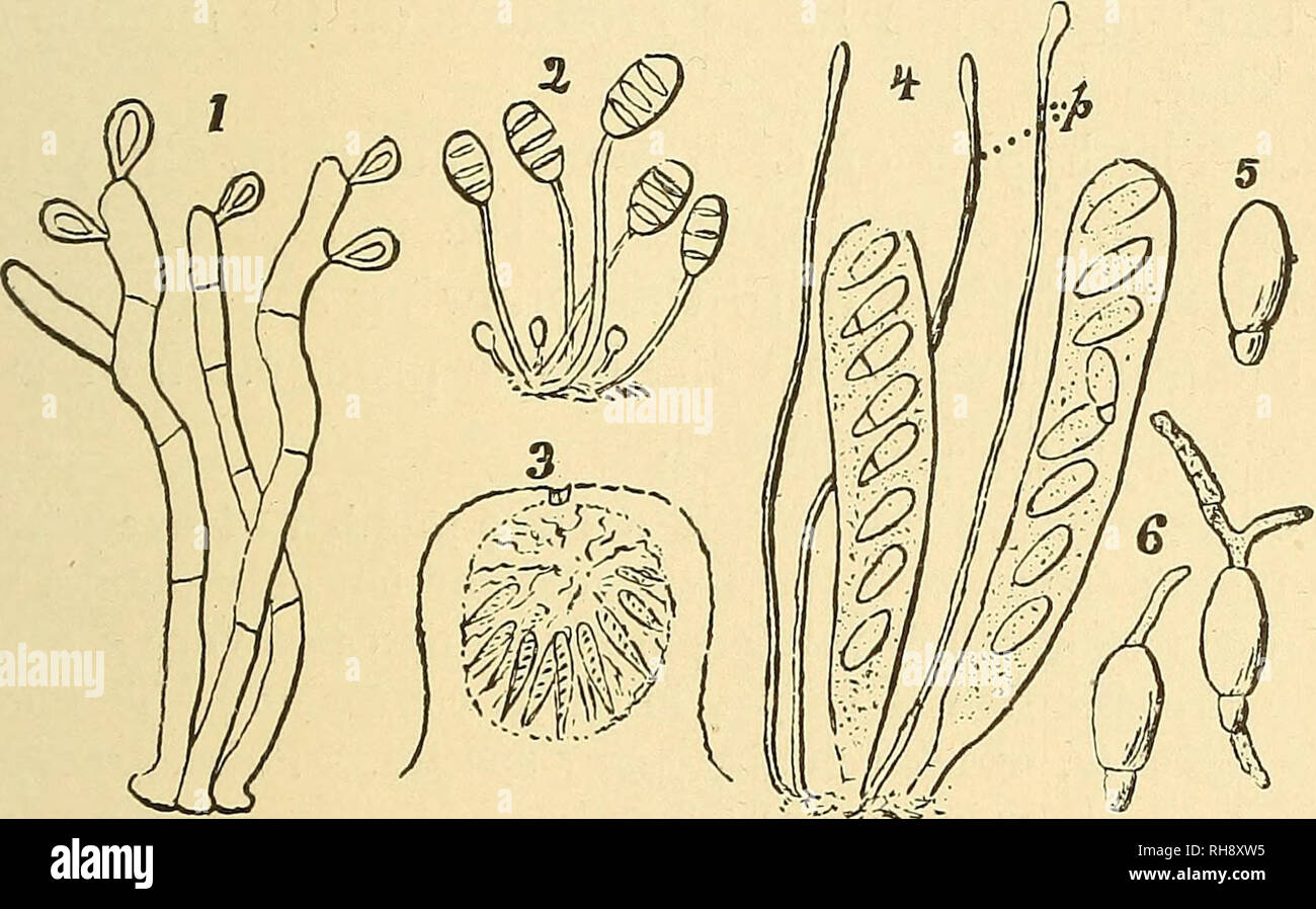 . Botany for high schools and colleges. Botany. P TBENOMYCETES. 293 ascus contains eiglit ovate ascospores, wliicli are two-parted, as is the case in many other members of this order (5, Fig. 200). The ascospores escape through a pore in the top of the ascus, and in from three to five days begin to ger- minate by sending out a tube or small hypha; sometimes two or more hyphse start out from a single ascospore (6, Fig. 200). 388.—Besides the perithecia, there are other cavities found which much resemble them, but which contain other sui^posed reproductive bodies. In one kind are found the stylo Stock Photo
