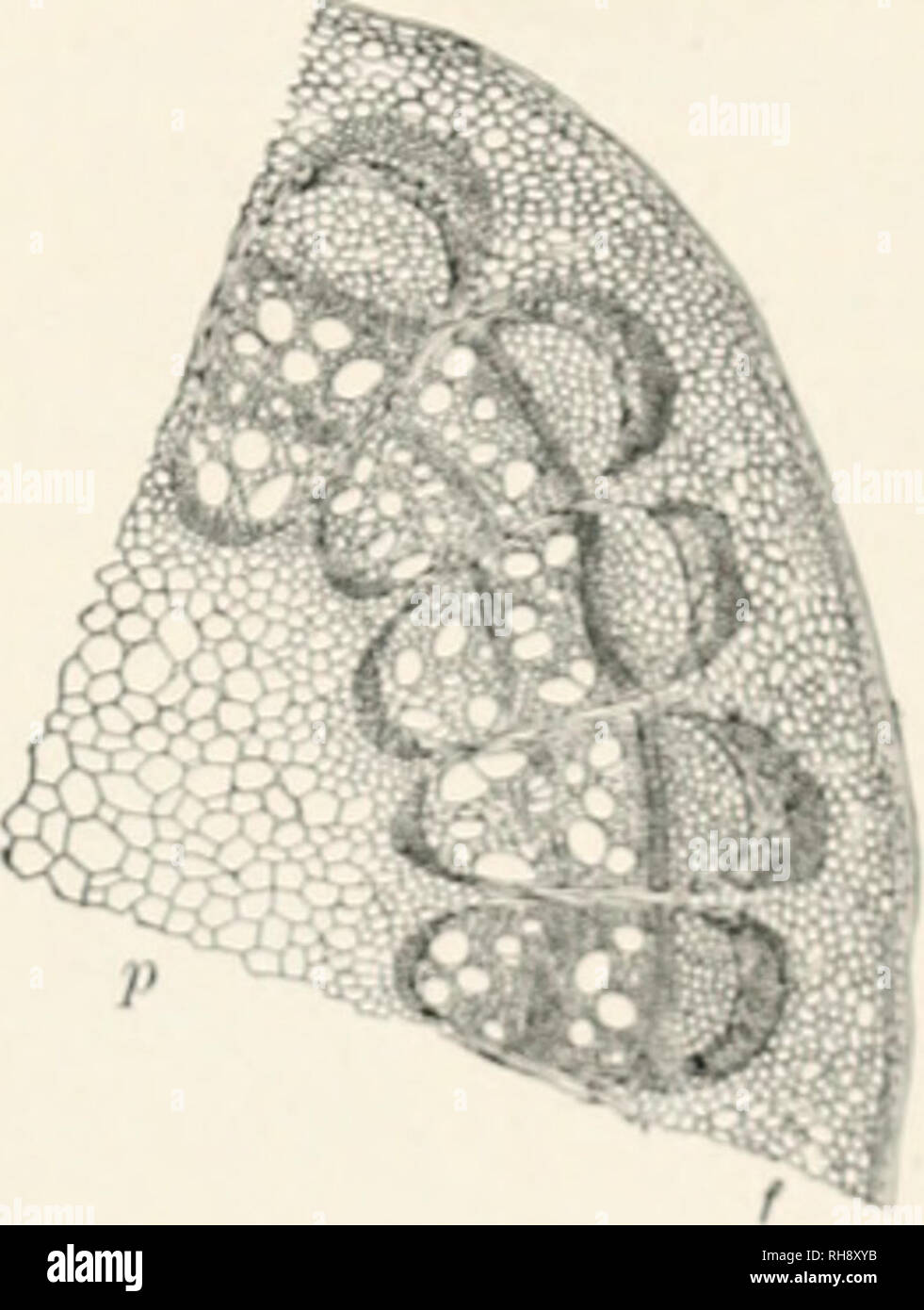 . Botany, an elementary text for schools. Botany. OTHER STEMSâTHREE TYPES OF i;TI)I,ES IN;!. one year old. Stain with hematoxylin. Make a iit'nnant'iit mount. Study with low power, and make a sketeli show- ing the shape and location of the fibro-vascular bundles. Fig. 402. Save the mount for further study. If meni- spermum stems are not easily ob- tained, ivy (Hedera helix) or clem- atis may be substituti'd. 428. OTHER STEMS.âliesides the two types of stems studied above, wliii-h ;ii-&lt;' prevalent among ])heno- gams, there are other stru ahvady bi-cu saifl (41S) that ever- iiliro-asculai- Stock Photo