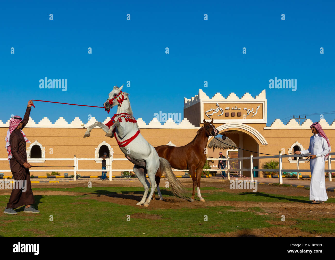 Arabian horse rearing up in alhazm stud, Najran Province, Khubash, Saudi Arabia Stock Photo