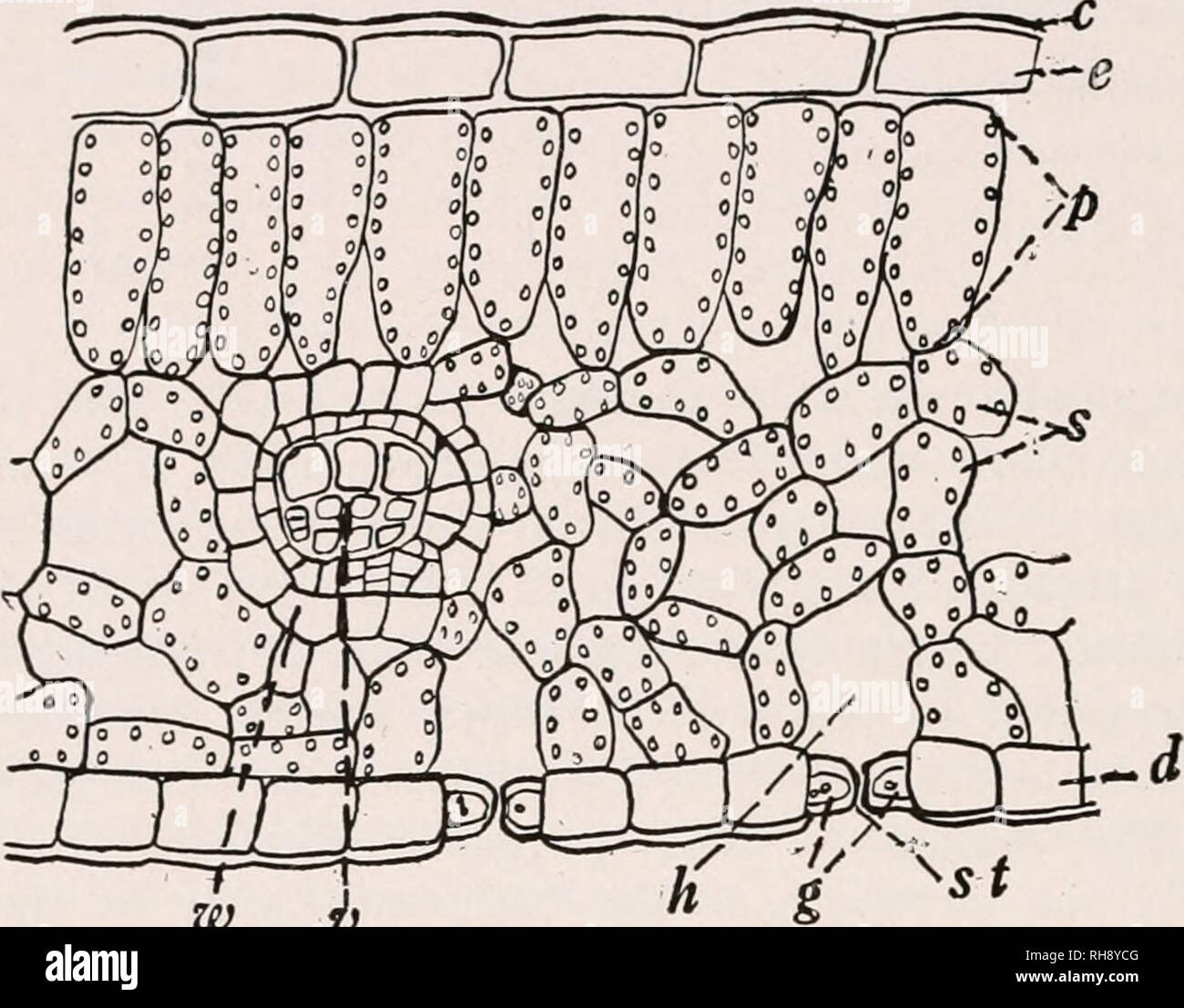 Botany For Agricultural Students Botany 250 Leaves In Leaves Having An Oblique Or Vertical Position Palisade Tissue May Be Present Also On The Lower Side The Spongy Tissue Having Fewer