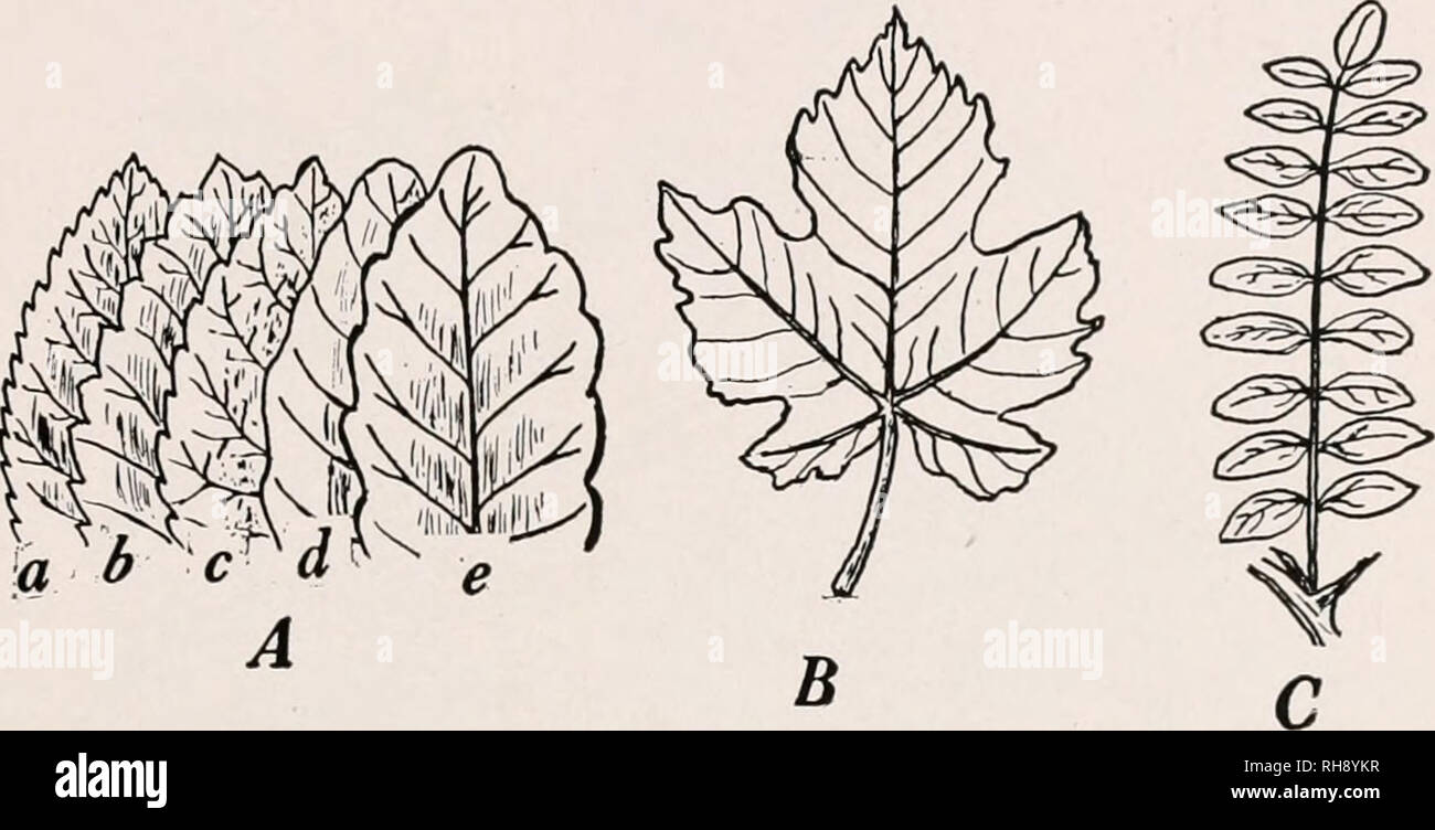 . Botany for agricultural students. Plants. EXPOSURE TO LIGHT 237 the notches may be very deep and divide the ])lade into lobes, as the leaves of the Gooseberry, Cotton, Dandelion, some Oaks, Maples, and many other plants illustrate. In some cases the blade is so divided that it is made up of independent portions united to a common stalk, each independent portion being called a leaflet. Many familiar plants, such as Clover, Alfalfa, Vetches,. Fig. 219. — A, Margins of leaves, a, serrate; d, undulate; e, sinuate. B, lobed leaf of Grape, leaf of Black Locust. A, after Gray. b, dentate; c, crenat Stock Photo