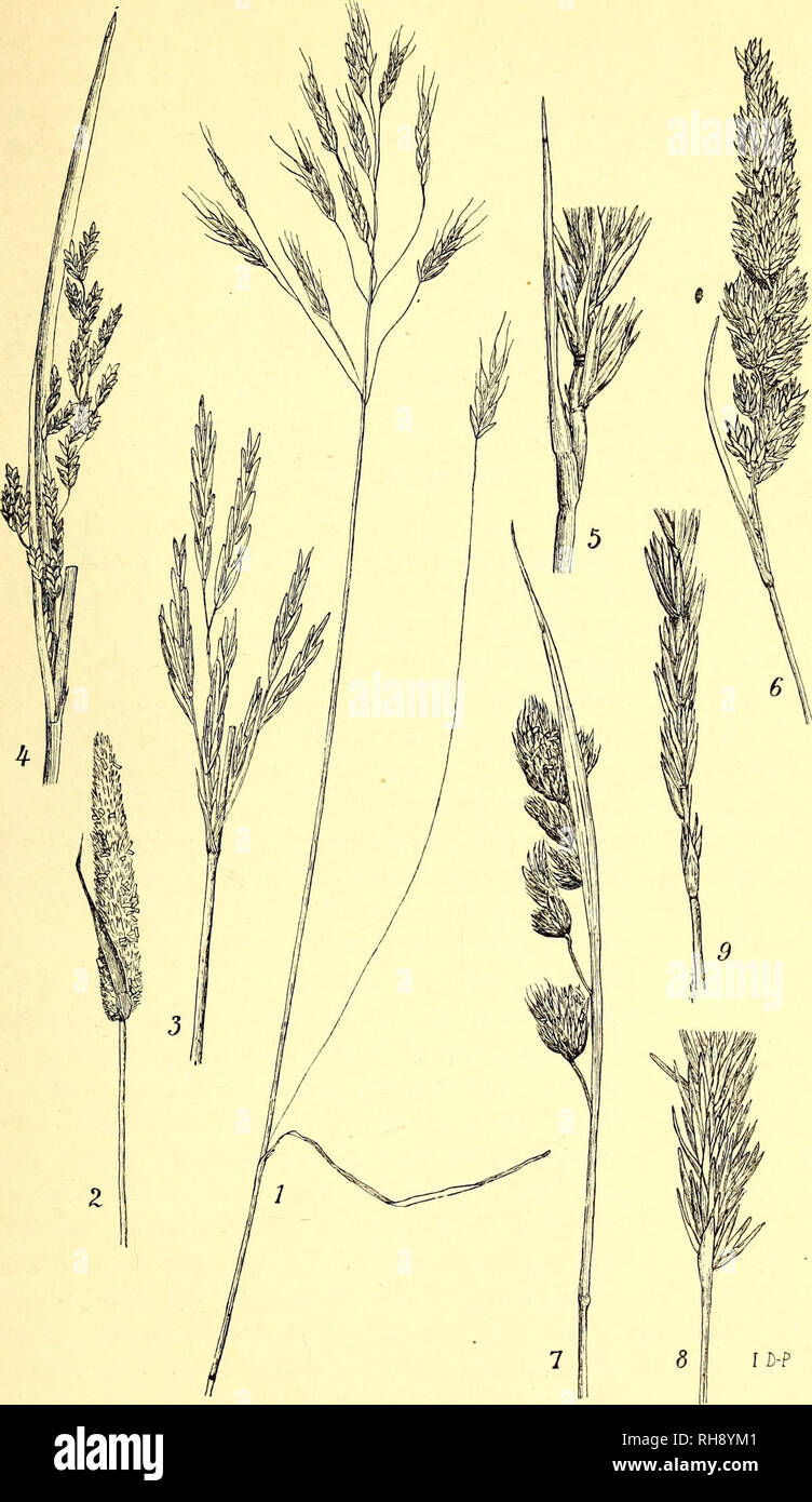 . Botanisk tidsskrift. Botany; Plants; Plants. — 277 —. Fig. 1 Bromus arvensis, 2 Phleum pratense, 3 Bromus inermis, 4 Gly- ceria aquatica, 5 Elymus arenarius, 6 Baldingera arundinacea, 7 Dactylis glomerata, 8 Psamma arenaria, 9 Agropyrum repens. Alle Figurerne er for- mindskede.. Please note that these images are extracted from scanned page images that may have been digitally enhanced for readability - coloration and appearance of these illustrations may not perfectly resemble the original work.. Botaniske forening i København. København : H. Hagerups Forlag Stock Photo