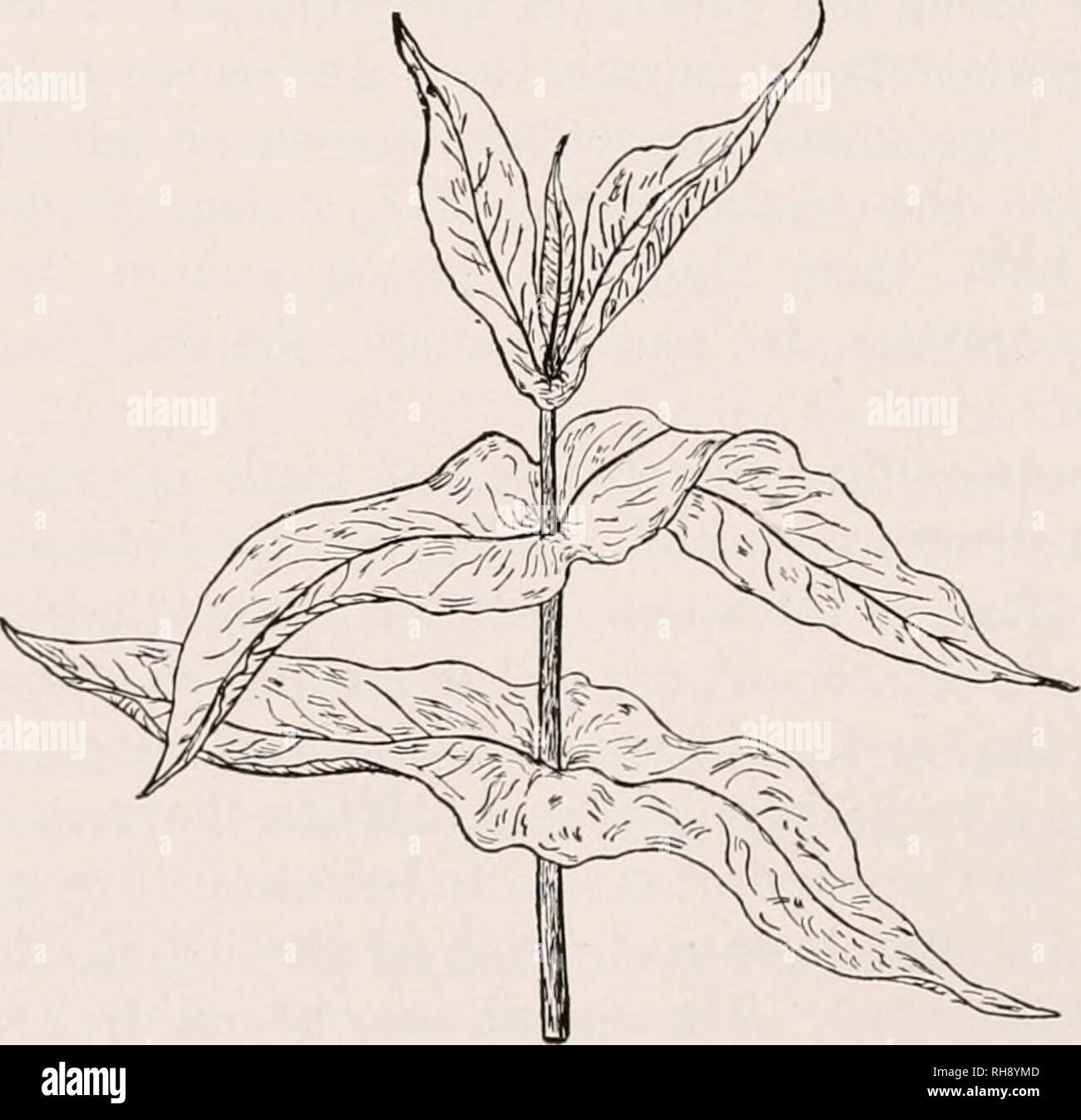 . Botany for agricultural students. Plants. Fig. 217. — A portion of a Corn plant showing two leaves, a, loaf blade; s, leaf base called leaf sheath; w, auricles; /, ligule or rain guard.. Fig. 218. — Cup Plant {Silphium perfoliatum), a plant with perfoUate leaves.. Please note that these images are extracted from scanned page images that may have been digitally enhanced for readability - coloration and appearance of these illustrations may not perfectly resemble the original work.. Martin, John N. (John Nathan), b. 1875. New York, John Wiley ; London, Chapman &amp; Hall Stock Photo