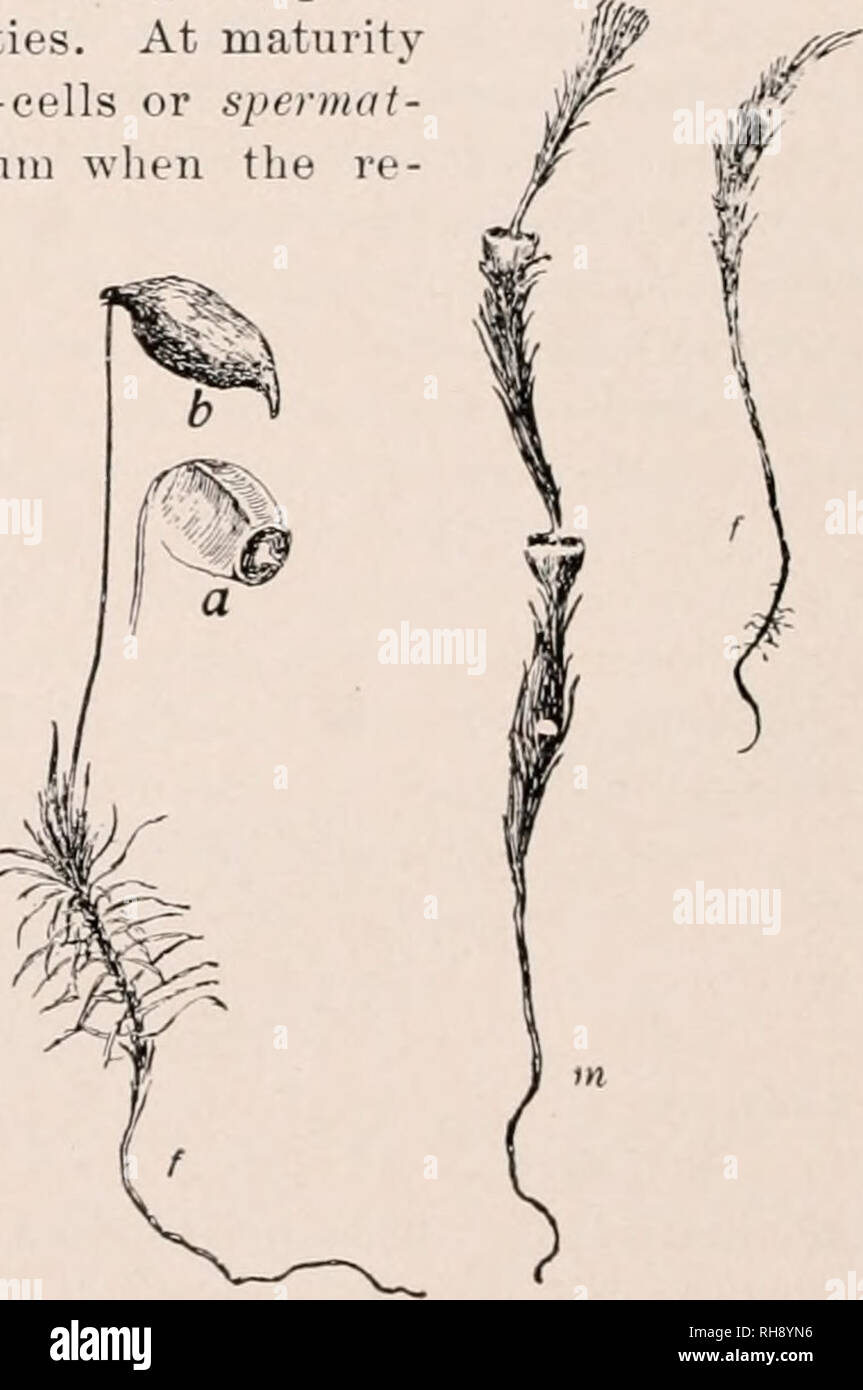 Moss Life Cycle Diagram Of Life Cycle Of Common Haircap