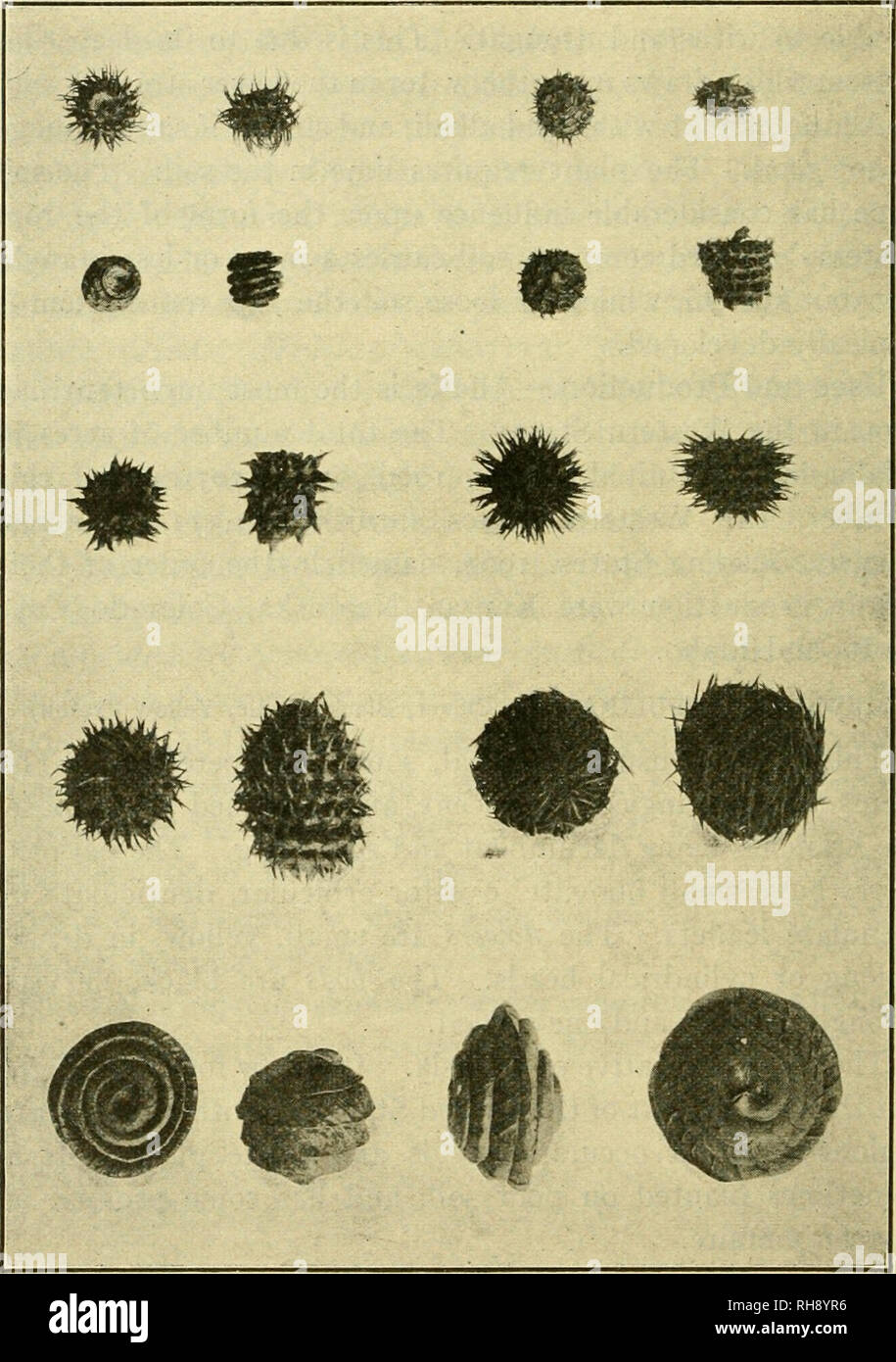 . The botany of crop plants; a text and reference book. Botany, Economic. 4SO BOTANY OF CROP PLANTS. Fig. 189.— Pods of 10 species of Medicago. Top row, M. arabica and M. hispida denticulata; second row, M. hispida confinis and M. hispida tere- bellum; third row, M. muricata and M. hispida nigra; fourth row, M. ciliaris and M. echinus; bottom row, M. scutellata and M. orbicularis. {After McKee and Richer, U. S. Dept. of Agr.). Please note that these images are extracted from scanned page images that may have been digitally enhanced for readability - coloration and appearance of these illustrat Stock Photo