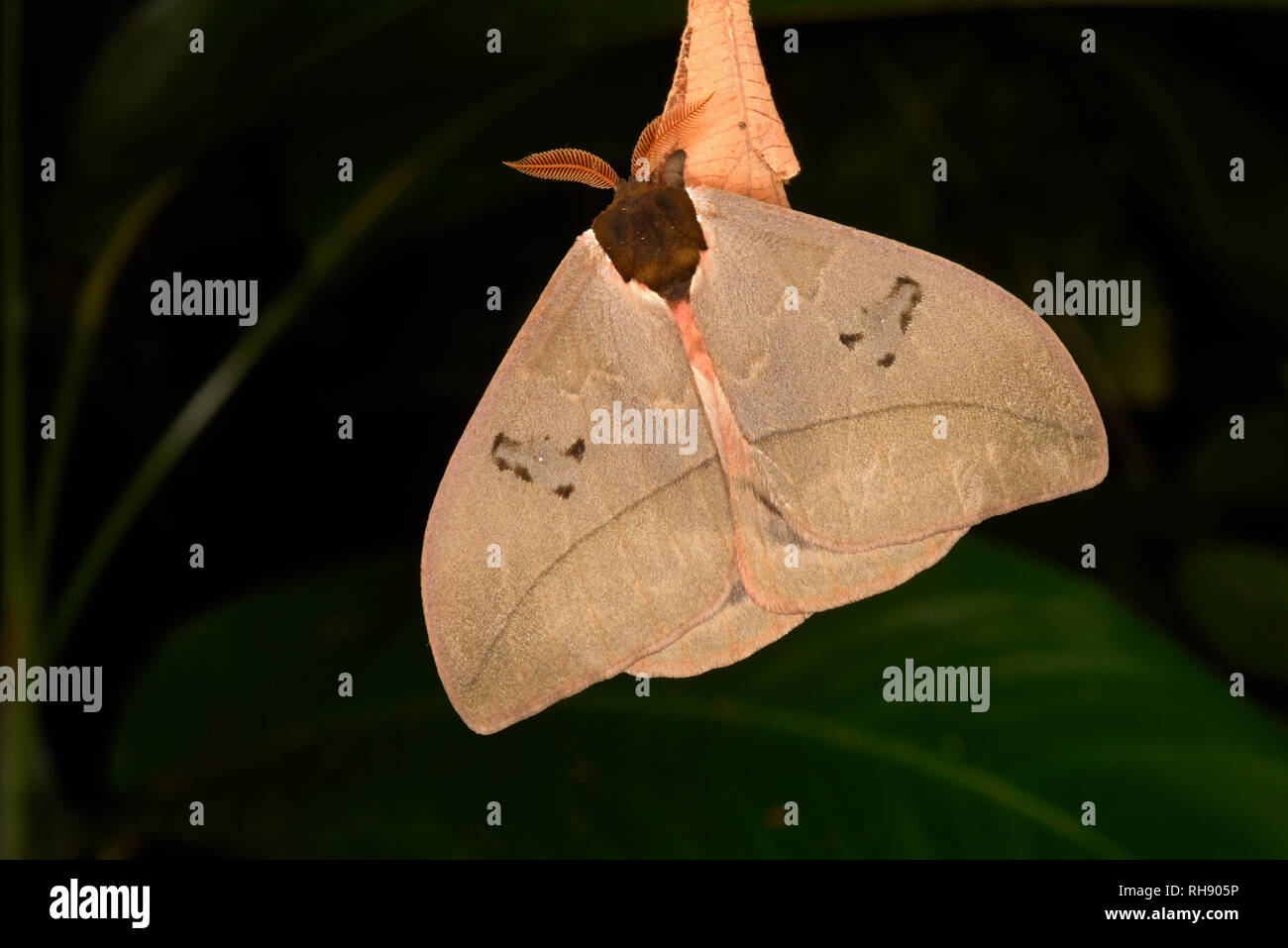 Costa Rica Moth (Automeris belti) adult at rest on dead leaf, Turrialba, Costa Rica, October Stock Photo