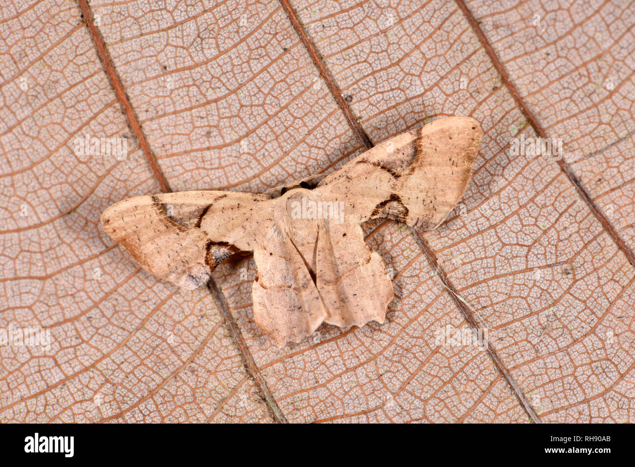 Costa Rica Moth (Oroscopa species) adult at rest on dead leaf, dead leaf mimic,Turrialba, Costa Rica, October Stock Photo