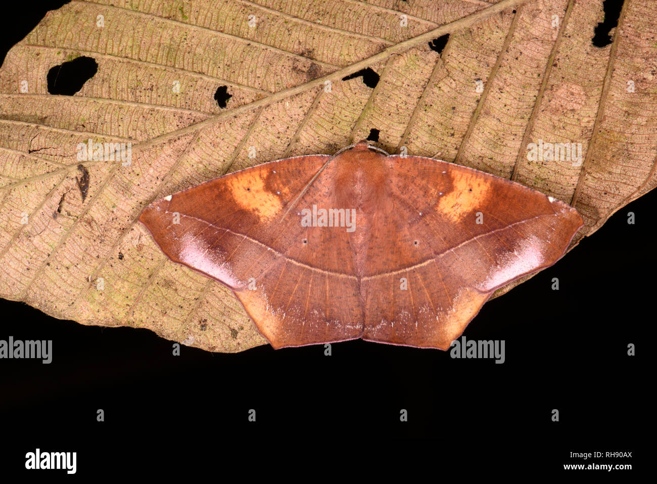 Costa Rica Moth (Microgonia perfulvata) adult at rest on dead leaf, dead leaf mimic,Turrialba, Costa Rica, October Stock Photo