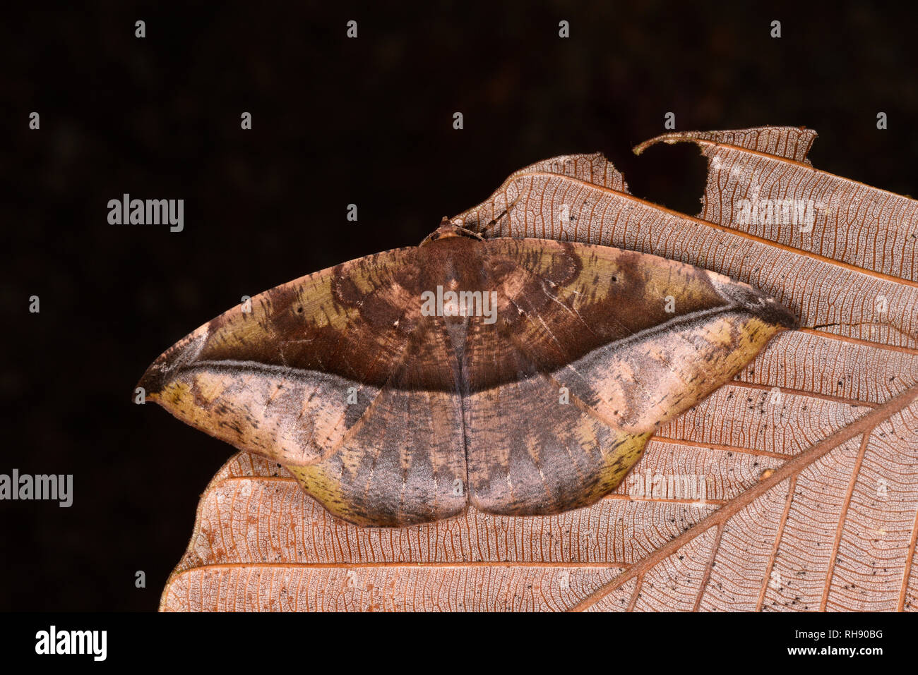 Cocta Rica Moth (Oxydia bilinea) adult at rest on dead leaf, dead leaf mimic, Turrialba, Costa Rica, October Stock Photo
