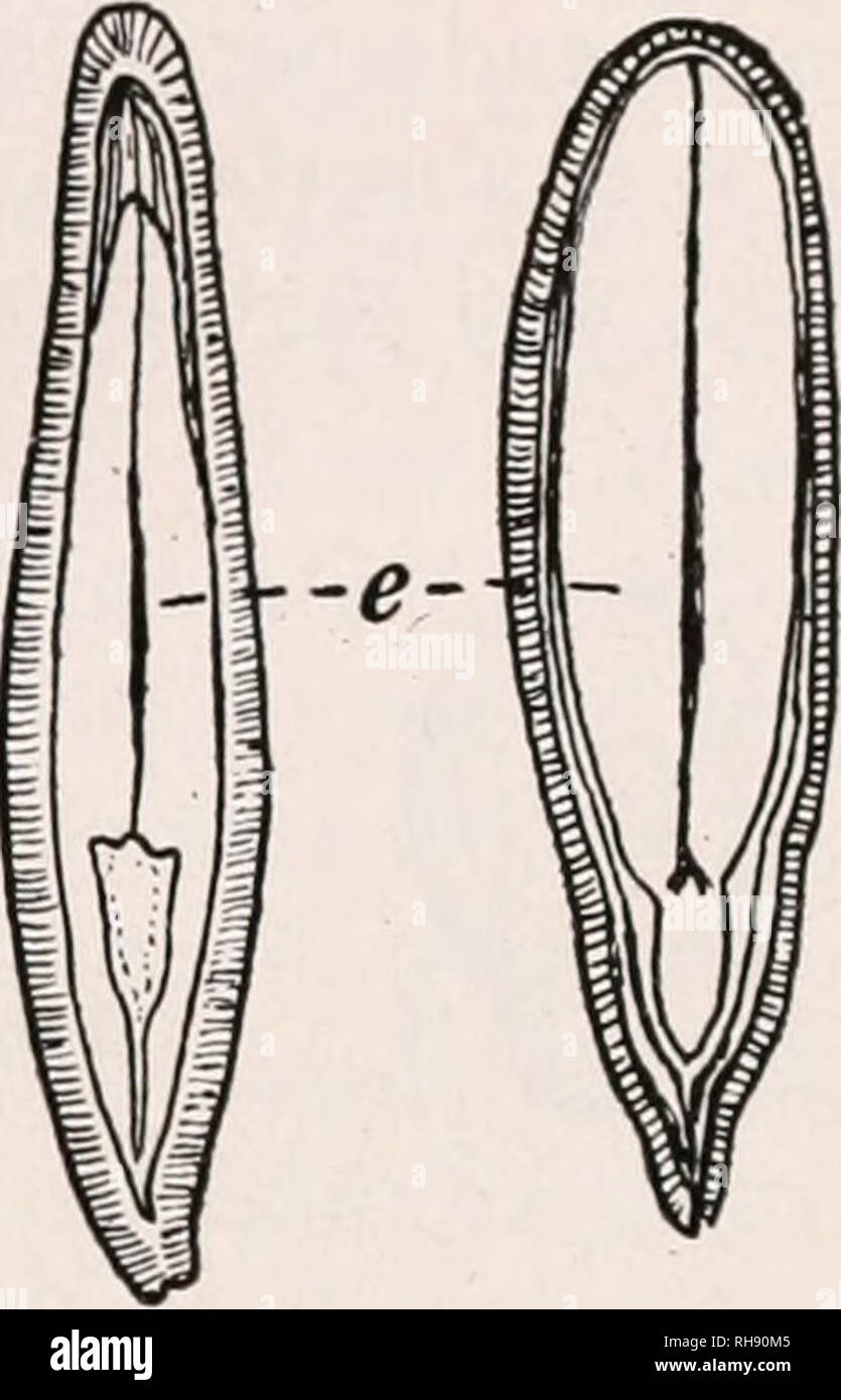 . Botany for agricultural students. Plants. SEEDS OF THE BUCKWHEAT AND FLAX TYPE 59. endosperm