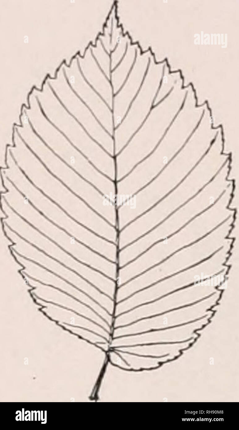 Simple lobed leaf hires stock photography and images Alamy