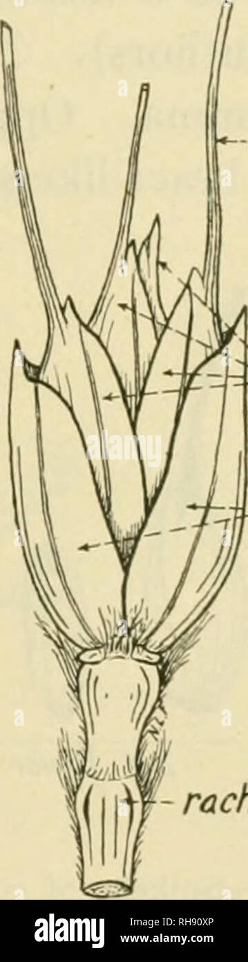 . The botany of crop plants; a text and reference book. Botany ...