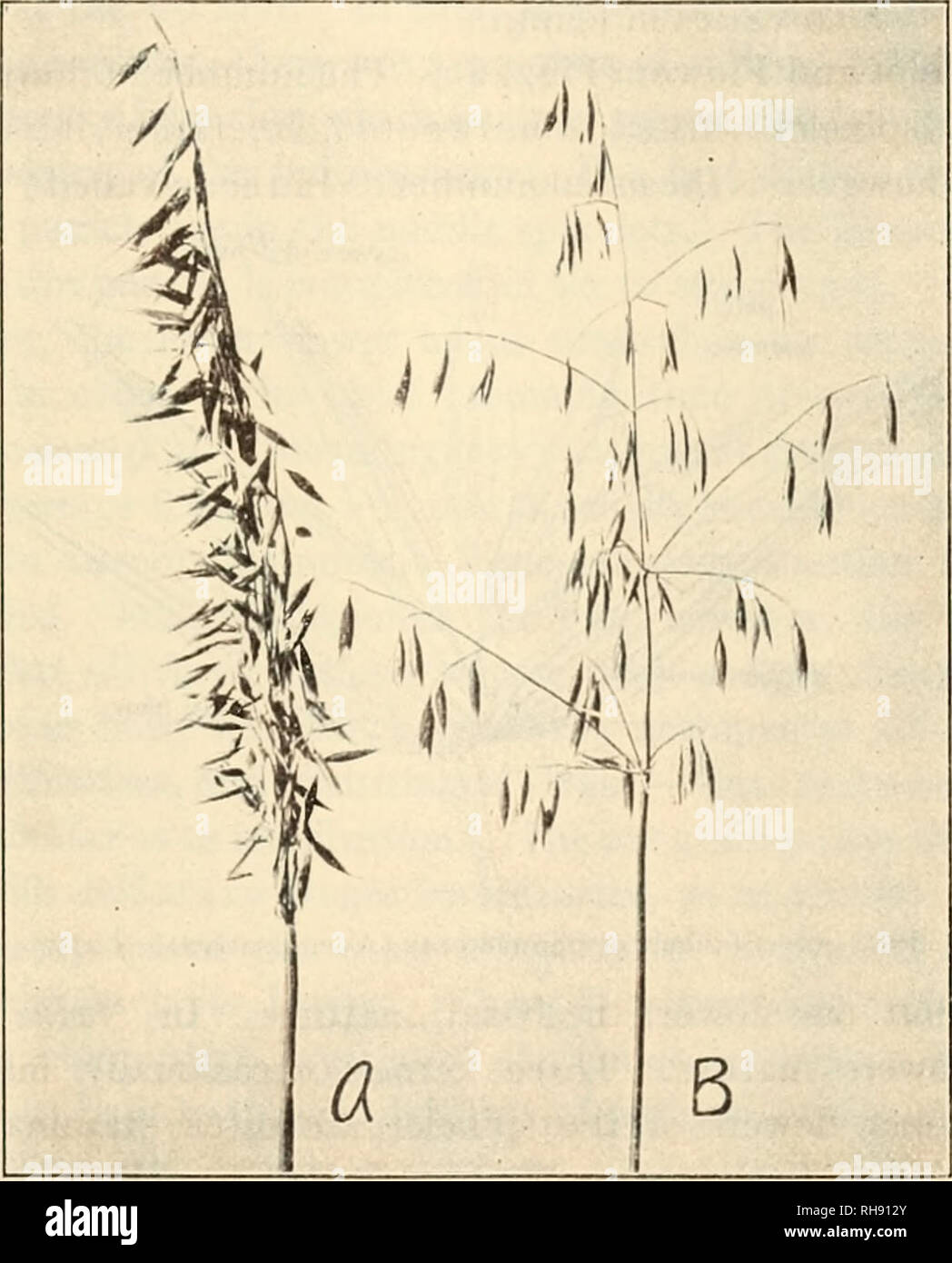 . The botany of crop plants; a text and reference book. Botany, Economic. AVENA 125 the others being branches of higher order, arising at the base of the primary. The branching decreases from bottom to top. In banner oats {Avena orientalis), the panicle is one- sided. In ordinary panicle or spreading oats (Avena saliva),. Fig. 45.—A, contracted, one-sided panicle of banner oats (Avena orientalis); B, spreading inflorescence of panicle oats (Avena sativa). the branches spread toward all sides (Fig. 45). Four main types of panicle oats have been distinguished at the Svalof Experiment Station, as Stock Photo