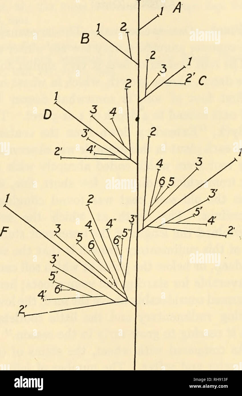 . The botany of crop plants; a text and reference book. Botany, Economic. 124 BOTANY OF CROP PLANTS rolled to the left. The auricles are lacking, which also dis- tinguishes it from the other cereals. Inflorescence.—The spikelets of oats are arranged in a panicle. The branching on the main axis is racemose, that. Fig. 44.—Diagram of oat inflorescence. (After Broili.) of a higher order is cymose (Fig. 44). The number of whorls in a panicle ranges from four to nine, mostly five or six. Apparently, there are a number of primary branches arising at a node. However, there is only one primary branch, Stock Photo