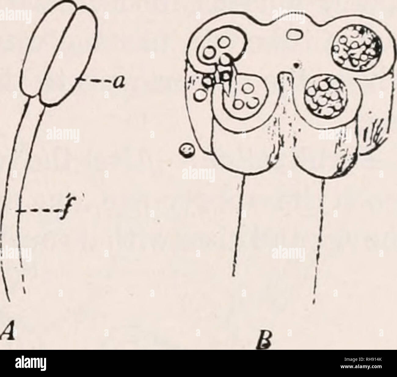  Botany For Agricultural Students Plants THE POLLEN GRAIN AND ITS 