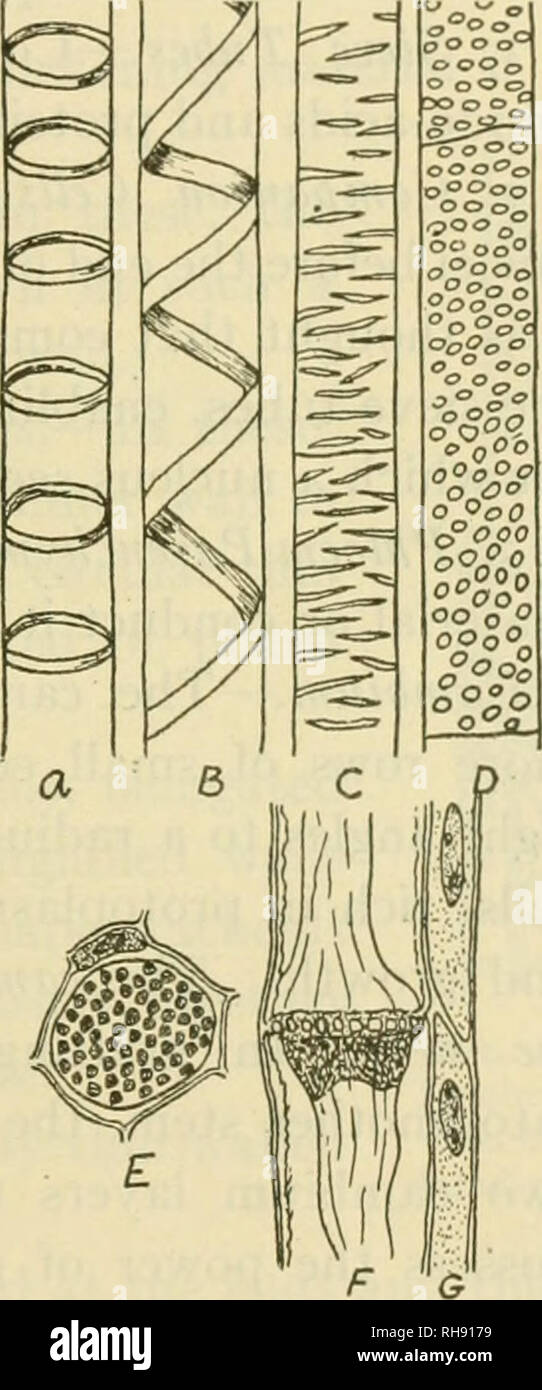 Cross section stem of vascular plants hi-res stock photography and ...