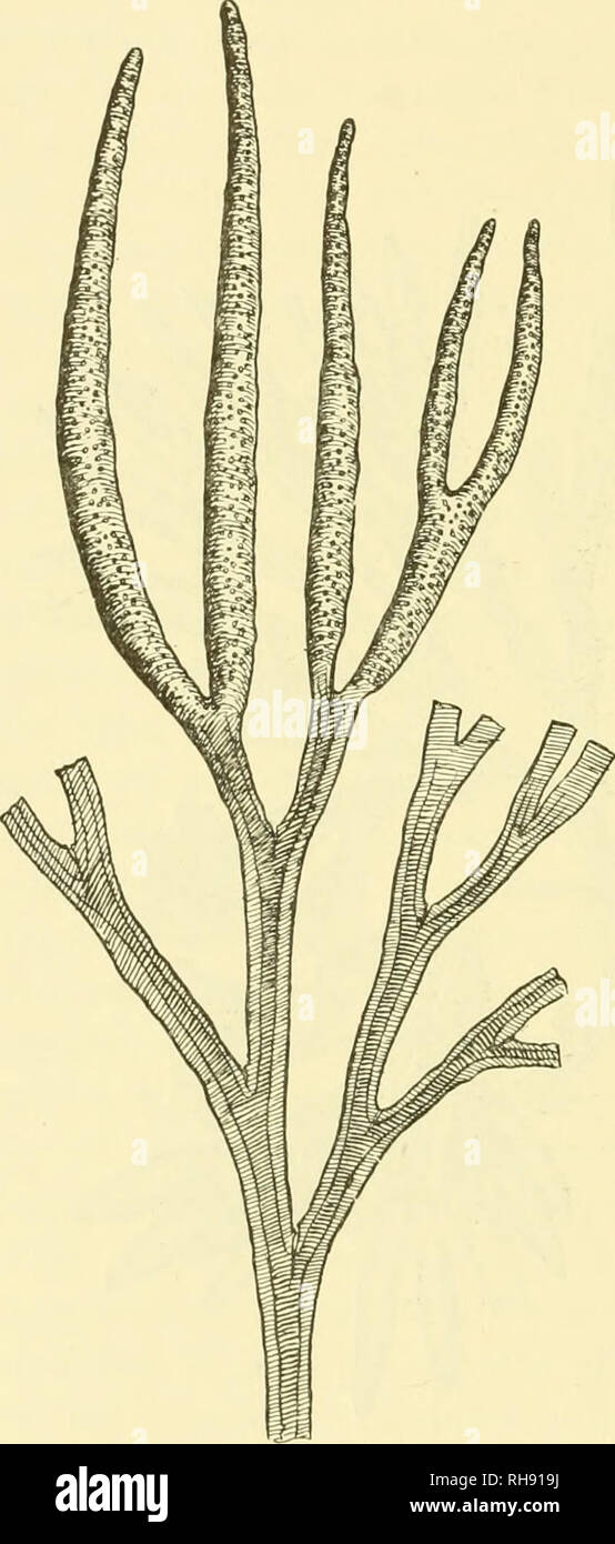 Fucus edentatus hi-res stock photography and images - Alamy