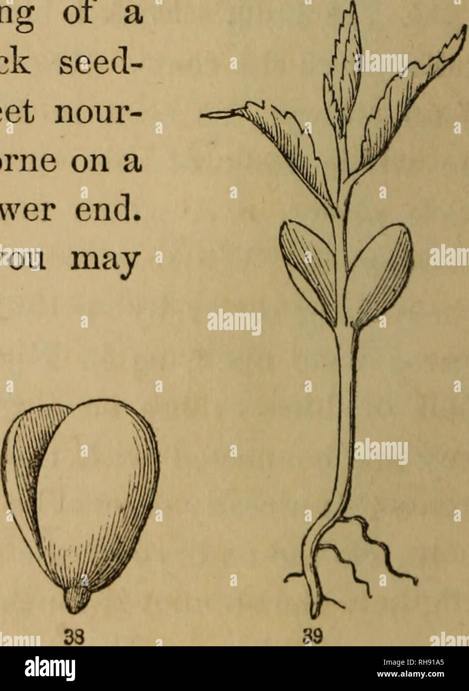 . Botany for young people and common schools. Botany. . Please note that these images are extracted from scanned page images that may have been digitally enhanced for readability - coloration and appearance of these illustrations may not perfectly resemble the original work.. Gray, Asa, 1810-1888. New York, Ivison, Phinney, Blakeman & co. ; Chicago, S. C. Griggs & co. Stock Photo