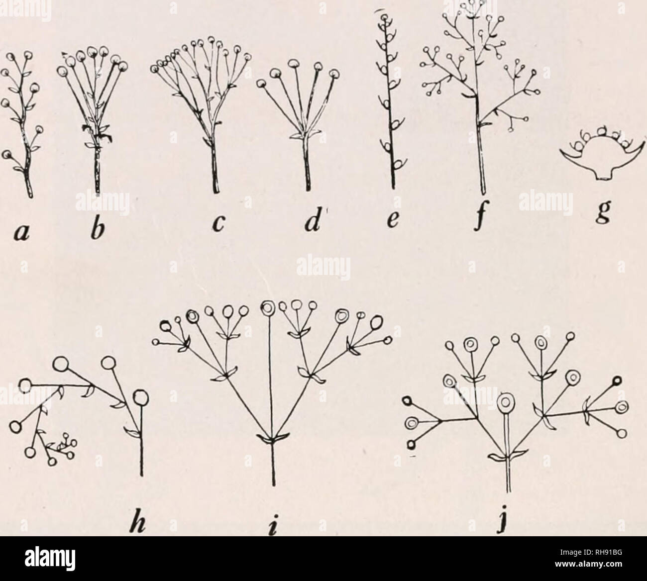 . Botany for agricultural students. Plants. 32 FLOWERS In complex flower clusters coinbinations of the simpler types of clusters often occur together. Thus, in the thyrse, the complex cluster which is typical of the Lilac and Horse-Chestnut, and, in. Fig. 34. — Upper diagrams show types of indeterminate inflorescences. a, raceme; b, corymb; c, compomid corymb; d, mnbel; e, spike; /, panicle; g, head. Lower diagrams show types of determinate inflorescences; h, cyme half developed (scorpioid); i, flat-topped or corymbose cyme; j, typical cyme. the panicle of the Grasses, the characteristics of b Stock Photo
