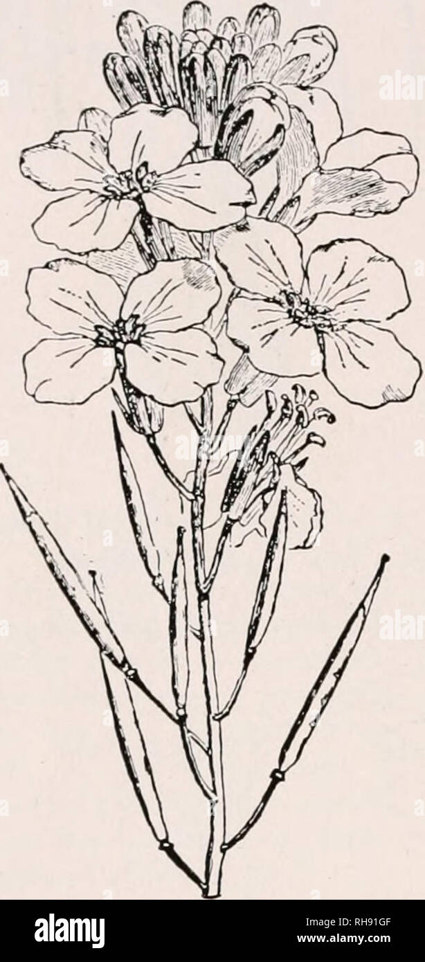 Botany For Agricultural Students Plants 28 Flowers
