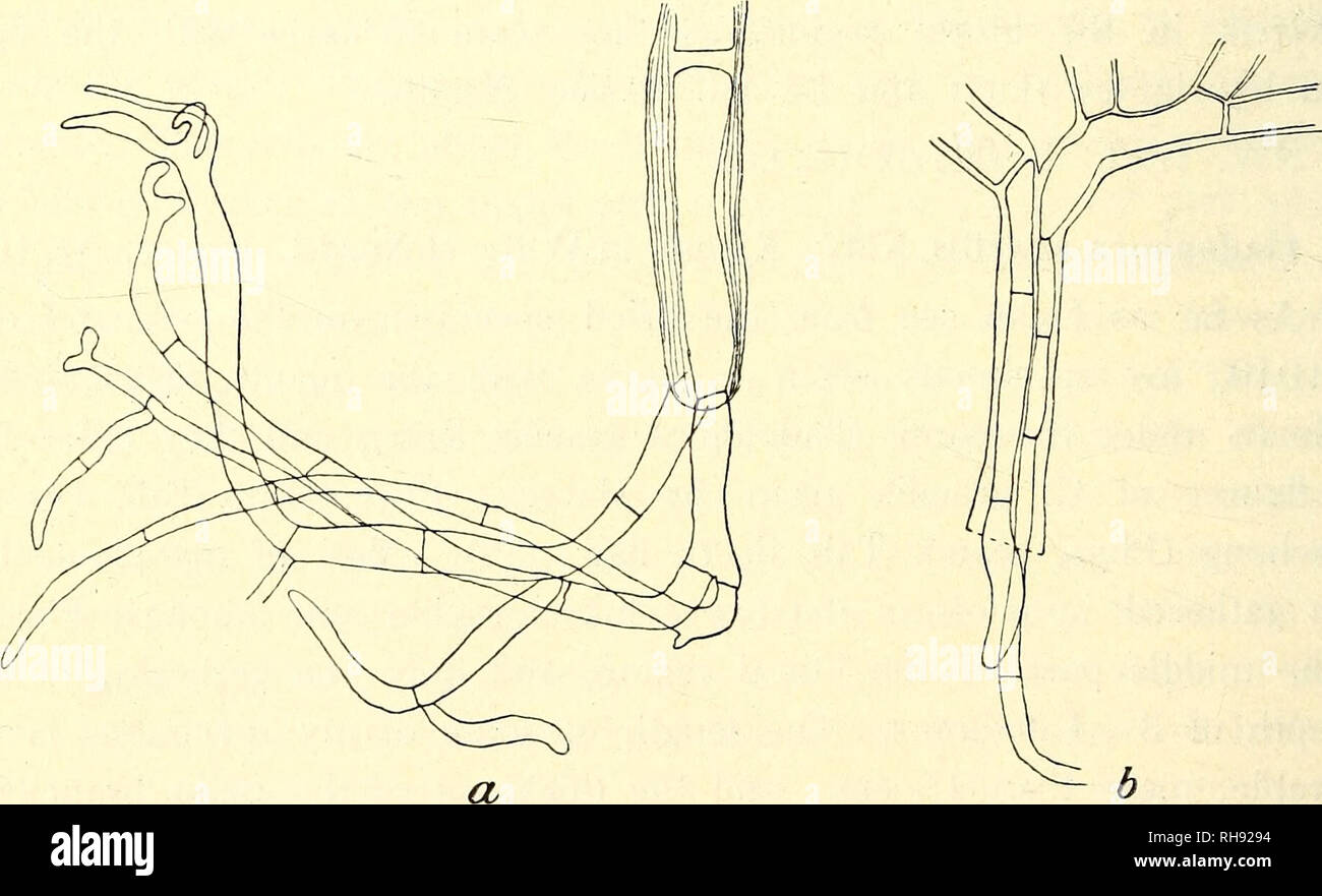 . Botanisk tidsskrift. Botany; Plants; Plants. Fig. 18. Cladophora gracilis Kütz. The uppermost part of the main branches showing the branching of the apex (compare the text). (15:1.) their breadth. The rhizoids (fig. 19) resemble for the most part those 1 have described in C. sericea f. (p. 374). E. I c el. Djupivogivr. NW. I cel. Kolbeinsâ. SW. I c el. Brokey.. Fig. 19. Cladophora gracilis Kütz. a shows well developed and branched rhizoids (46:1) and b (35:1) yet unbranched rhizoids (compare the text and C. sericea f. p. 374).. Please note that these images are extracted from scanned page im Stock Photo