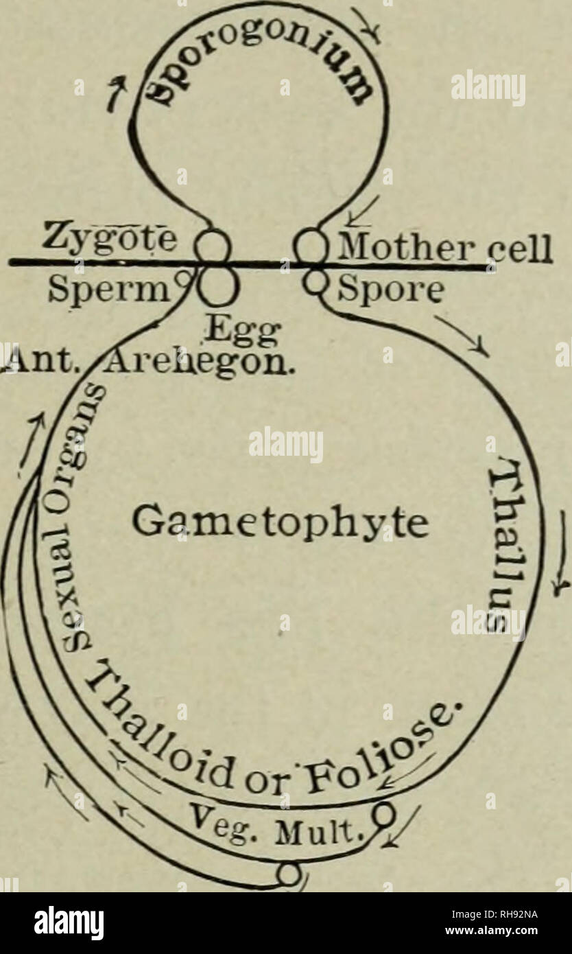 . Botany for high schools. Botany. MOSSES plant begins with the spore and ends with the unfertilized egg in the egg case. The spore plant begins with the fertilized egg and ends with the mother cell (of the spores) in the capsule. bporopnyte. Diagram No. IV. Illustrating the life cycle of the Bryophytes (a liverwort or moss). Course of development follows the direction indicated by arrows. The zygote is the fertil- ized egg. Vegetative multiplication by buds and filamentous outgrowths of the thallus. Note increase of sporophyte. 493. Comparative review of the mosses.—The first genera- tion (or Stock Photo
