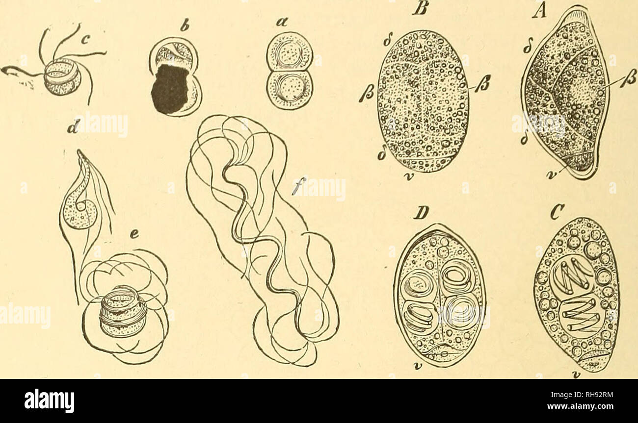 . Botany for high schools and colleges. Botany. 388 BOTANY. spores, while the iuterior ones contain microspores. Both macrospcres and microspores are produced in irreat numbers in the sporangia. The Quillworts are for tlie most part a(]uatic plants ; they are found chiefly in the nonh temperate and warm regions. The species, of. Fig. 280.—Germination of the microspores of Isoetes lacustris. ji, a microspore, side view. B, the same, ventral view ; the spore contents have divided into a few cells, of which v in each figure represents the rudimentary prothallium ; j3^ ^ are the ventral, aud J (J  Stock Photo