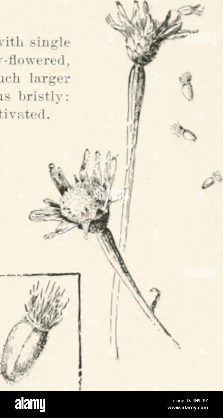 . Botany, an elementary text for schools. Botany. 4!)!l. Ccntiiun-ii ('vanus. .t the left i.s an outer or ray Morel; tlieii follmv llin .⢠details of a disk Horet: then fullows the fniil. C. Cyanu3. IJiin. ('â¢tni-flmnr. Ji'uhi (<â¢,â '.â¢. 2.II. I'.t'.i. (Jray herb: iiais linear and mostly entire: beads blue, rose or white. Kurope. C, m03Chata, Linn. Street xnllnn. f)ne-2 ft., smooth: leaves piiiiiatitld : papi)us sometimes waiitiiit;: heads fragrant, wliite. rose i.r yellow, birgi-. Asia. 1.'.. SOLID Ago. Guli>e.nkoi.. riiiiiiii.d herbs, with narrow, sessile leaves: heads yellow, ra Stock Photo