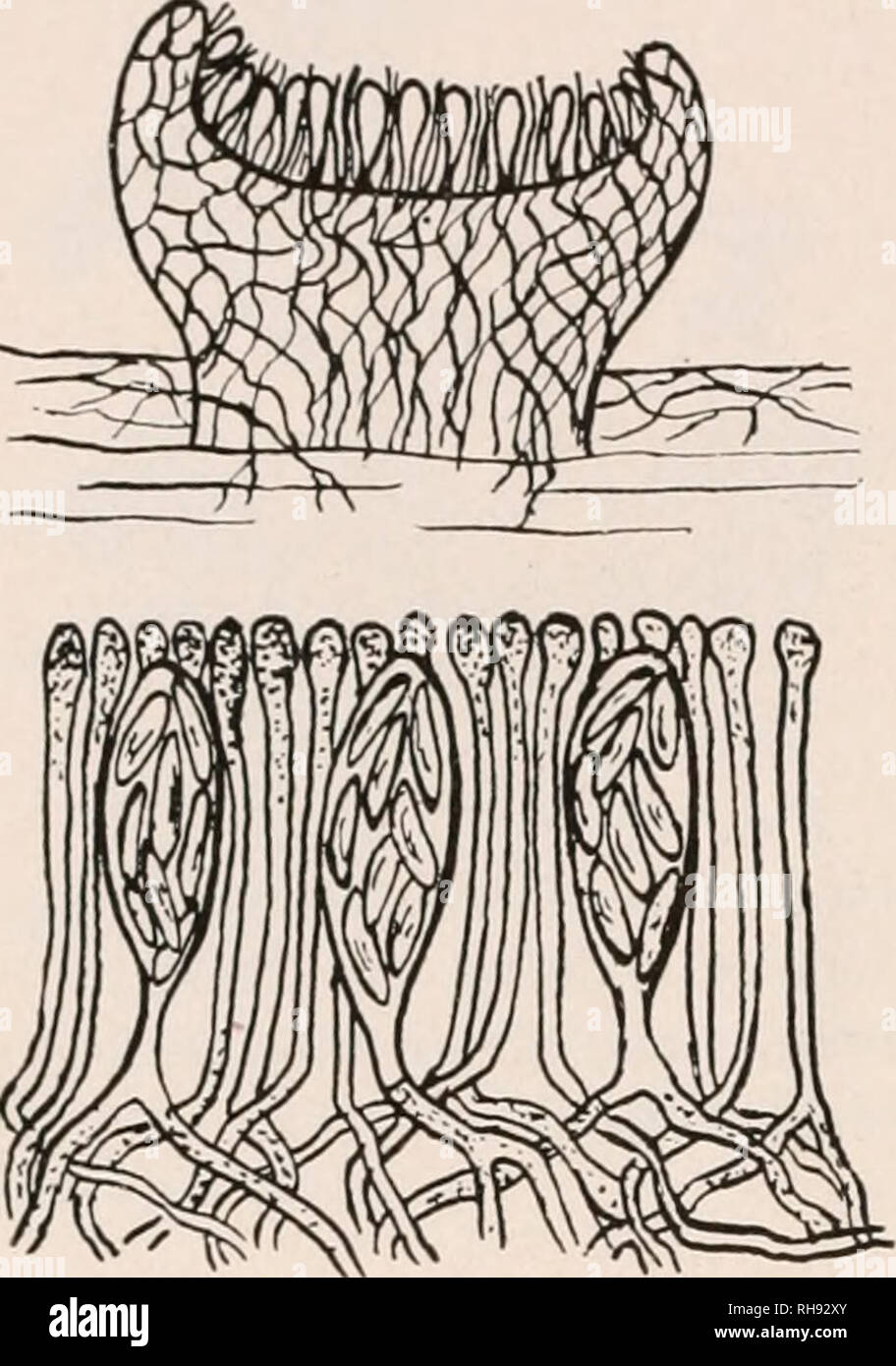Botany for agricultural students. Plants. 382 THALLOPIIYTES breaks through and appears on the surface of the phint body as a cup or disk. Besides being the pioneer plants on rocks and Botany for agricultural students. Plants. 382 THALLOPIIYTES breaks through and appears on the surface of the phint body as a cup or disk. Besides being the pioneer plants on rocks and