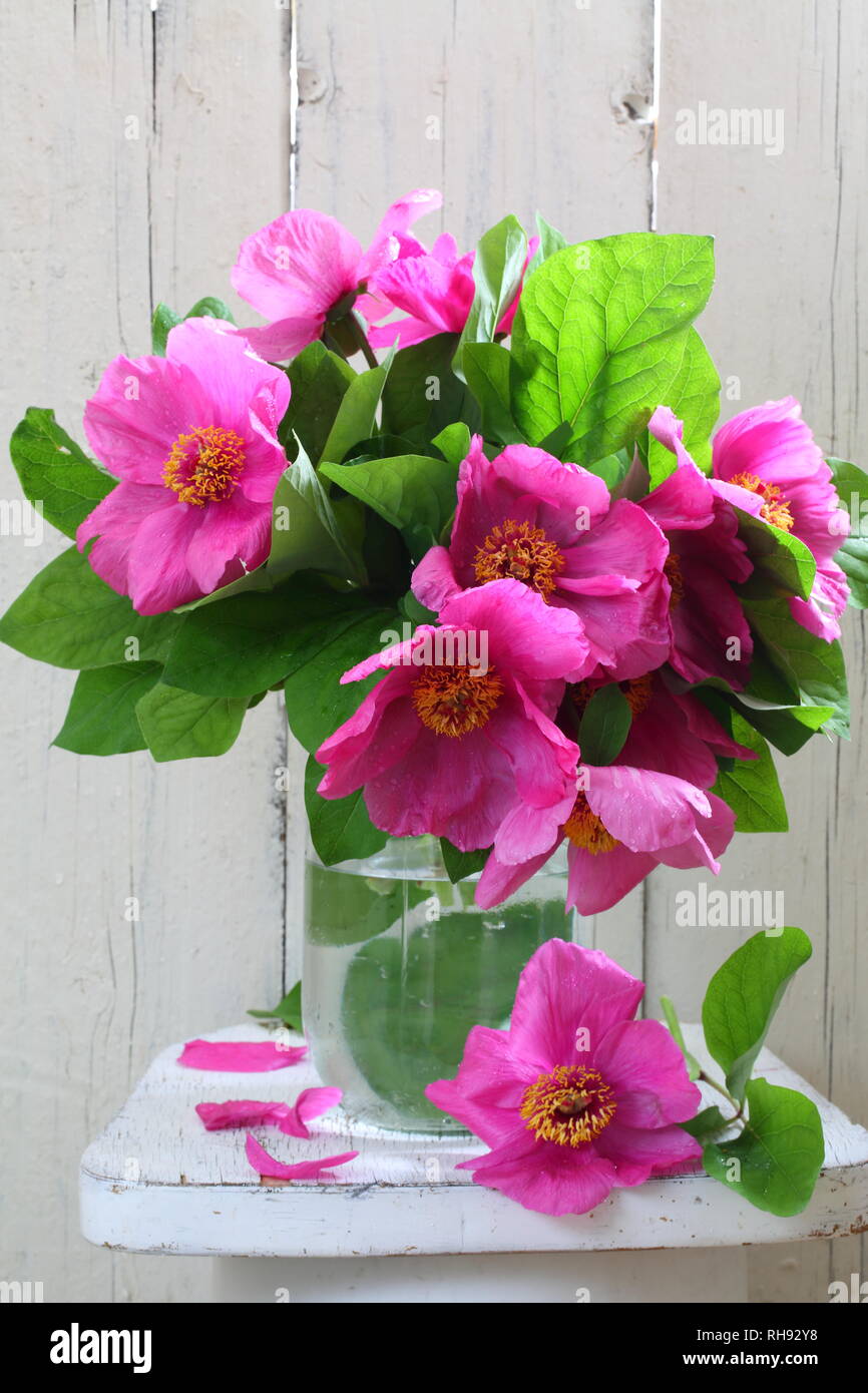 Still life with a bouquet of peonies on a white background Stock Photo ...
