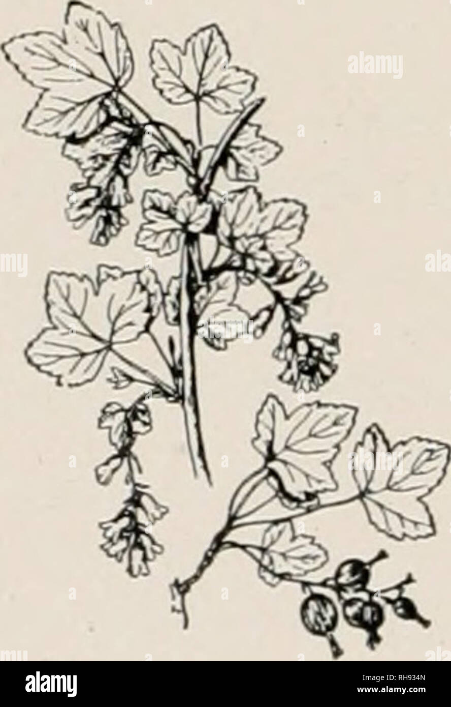 . Botany, an elementary text for schools. Botany. . Please note that these images are extracted from scanned page images that may have been digitally enhanced for readability - coloration and appearance of these illustrations may not perfectly resemble the original work.. Bailey, L. H. (Liberty Hyde), 1858-1954. New York Macmillan Stock Photo