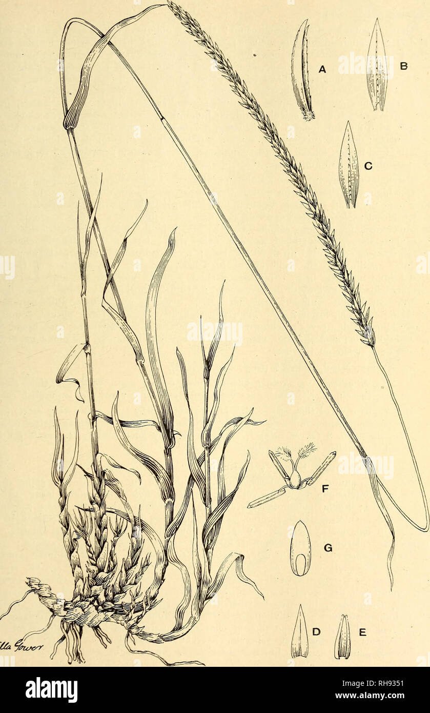 Bothalia Botany Mai R J M Mosdenia Waterbergensis Stent A Spikelet Lower Glume C Upper Glume D Valve E V Pistil And Stamens G Grain Please Note That These Images Are Extracted From Scanned Page