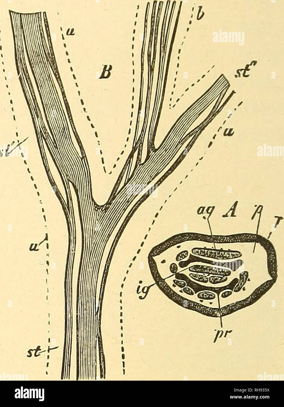 . Botany for high schools and colleges. Botany. Fig. 256.—Prothallium and   young plant antum Cajnllus-Veneris, seen section. ^9,2?, the prothallium hair ; E, the young plant; w, its first root leaf. X about 10.—After Sachs. Adi- m vertical longitudinal a, archegonia; h, root b, its first gle epidermal cell, produced in clusters on the surface of or- dinary or slightly modified leaves. Each sporangium with an elastic ring, l^o stip- ules. Order 2. Marattiacese, the Eingiess Ferns. Sporangia produced from a group of epi- dermal cells; the ring either rudimentary or wanting. The large, much - br Stock Photo