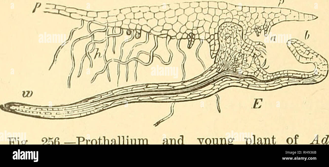 . Botany for high schools and colleges. Botany. 372 BOTANY. 490.—The Filicinse may be here arranged under four orders, as follows :* /. IsosporecB. — Spores of one kind. Order 1. Filices, the true Ferns. Sporangia compos- ed of modified tri- chomes, each de- veloped from a sin-. Fig. 256.—Prothallium and   young plant antum Cajnllus-Veneris, seen section. ^9,2?, the prothallium hair ; E, the young plant; w, its first root leaf. X about 10.—After Sachs. Adi- m vertical longitudinal a, archegonia; h, root b, its first gle epidermal cell, produced in clusters on the surface of or- dinary or sligh Stock Photo