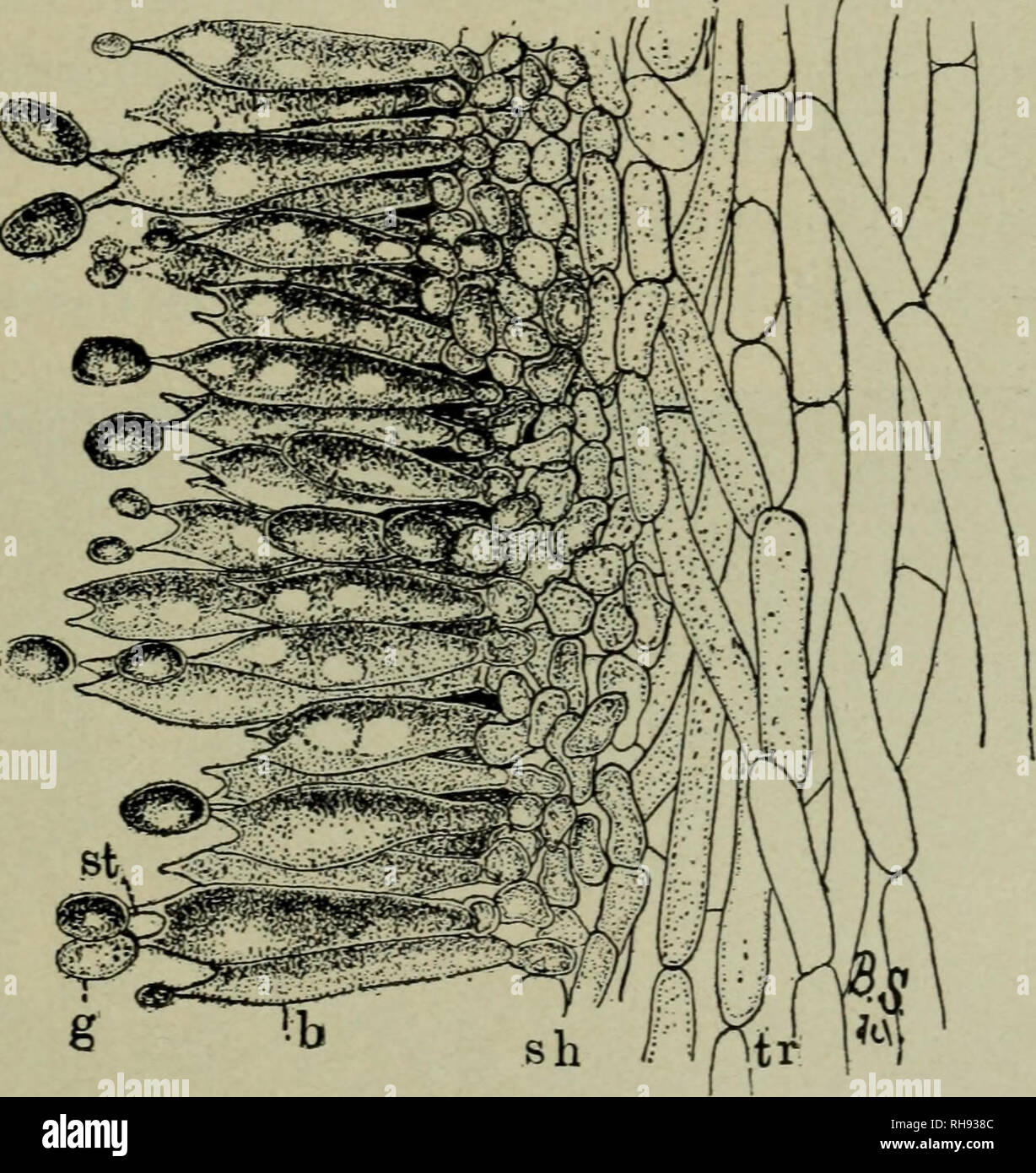 Botany For High Schools Botany Fig 268 The Cultivated Mushroom Agaricus Campestris Cap Is Attached Directly To The Substratum These Thin Plates Or Lamellcej Are Covered With The Club Shaped Structures Or Botany For High Schools Botany Fig 268 The Cultivated Mushroom Agaricus Campestris Cap Is Attached Directly To The Substratum These Thin Plates Or Lamellcej Are Covered With The Club Shaped Structures Or
