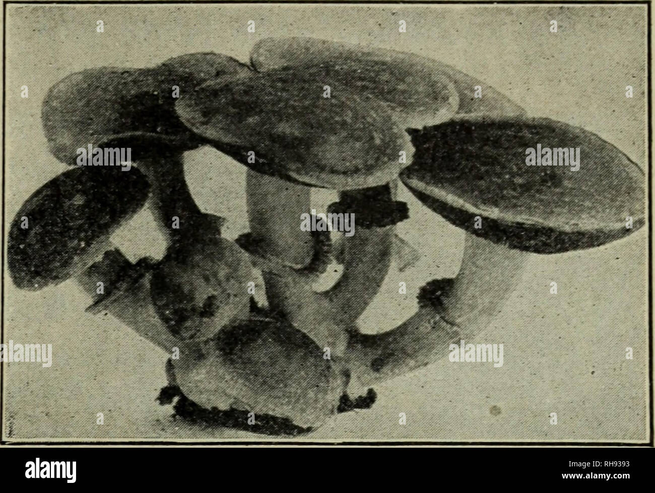 . Botany for high schools. Botany. FUNGI: GILL FUNGI. Fig. 268. The cultivated mushroom (Agaricus campestris). cap is attached directly to the substratum. These thin plates, or lamellcEj are covered with the club-shaped structures, or basididj vvhich are characteristic of the basidium fungi. Where these basidia stand side by side covering extensive surfaces, as in the higher basidium fungi, they form a fruiting surface or hymeninm. The sur- face of the gills then is the fruiting surface of the gill fungi. Two to four spores, usually four, are borne on each basidium. 460. The common mushroom (A Stock Photo