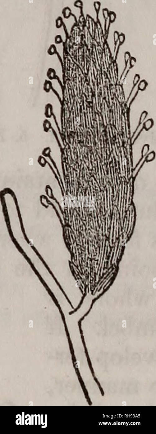 . Botany of the southern states. In two parts. Botany. Spike. Spadix. When sessile flowers are arranged on a filiform rachis, which falls off after flowering, it is called an ament or catkin, as in the Willow, Hazel, &lt;fcc. (Fig. 114.) When a fleshy axis is densely covered with flowers, inclosed in a spathe, it is called a spadix, as in the Arum. (Fig. 115.) If the secondary axes are equally developed around the pri- mary, as in the Currant and Hyacinth, we have the raceme, (Fig. 116) ; the raceme differing in no respect from the spike, but in having pedicellate flowers. What is a cyme? A fa Stock Photo