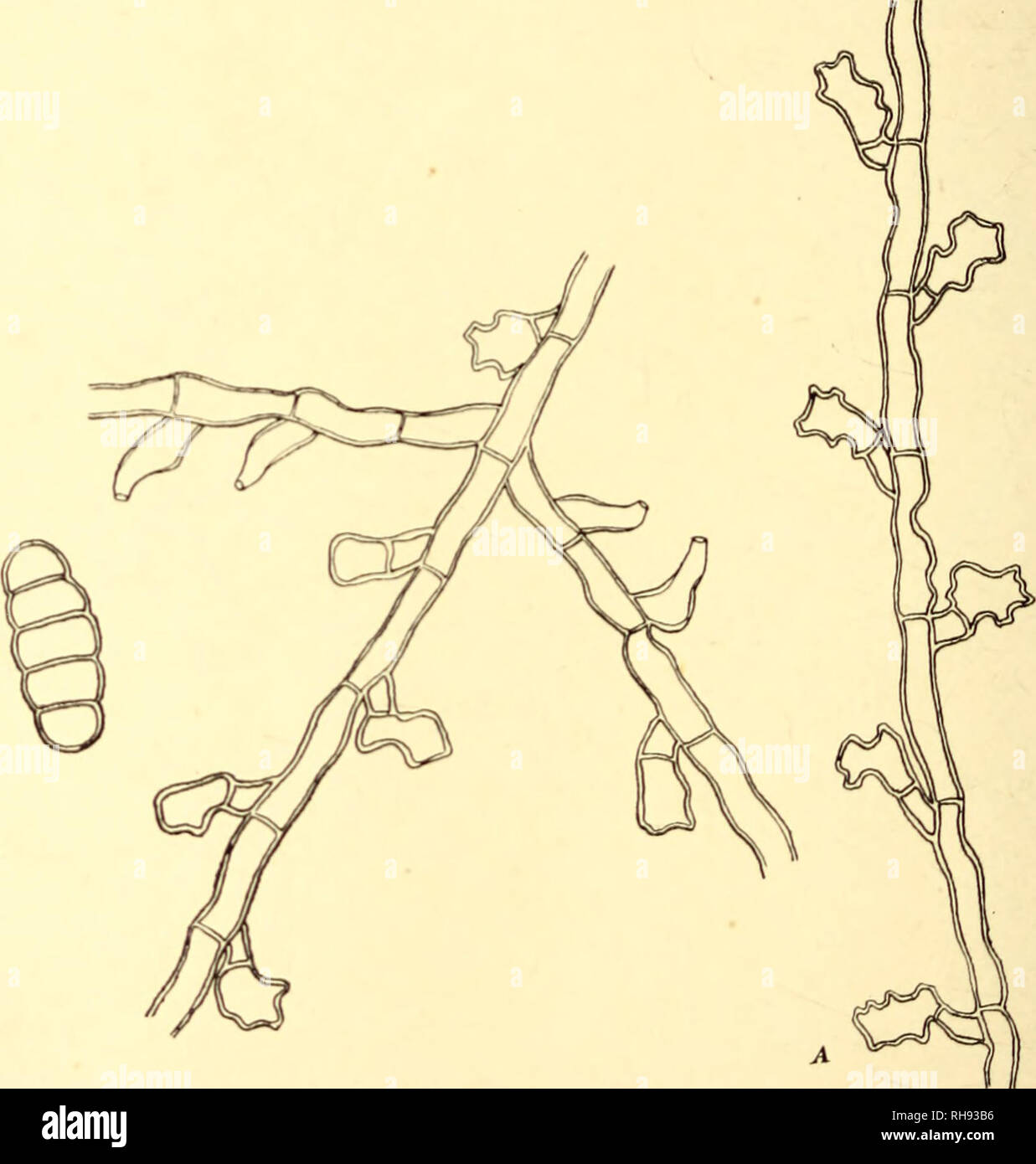 . Bothalia. Botany. Fig* mutua preBsione angulata v. compressa, áOO-430 ;a diametro, radiatim ex hyphis 4-5 (/, crassis contexta, ad ambitum hand fimbriata. Afcci paraphysati, octospori, globosi v. aubpyriformi, 50-53 l diametro vel 60-64 X 30 l. Sporae conglobatae, hyalinae, 1-septatae, leniter constrictae, oblongae, utrinque rotundatae, 26-29 x 11 5-13 l. Hab. in foliis Psychotriae capensis, Amanzimtoti, Natal, 10.7.11, leg. Doidge [1575]. sp- rivnlarii 75. Asterina rotonicola n. On loaves of Croton rivularis3 Bast London. 19.7.19, Doidge [12427]; Langholm Estates, Bathurst, 14.7.19. Doid Stock Photo