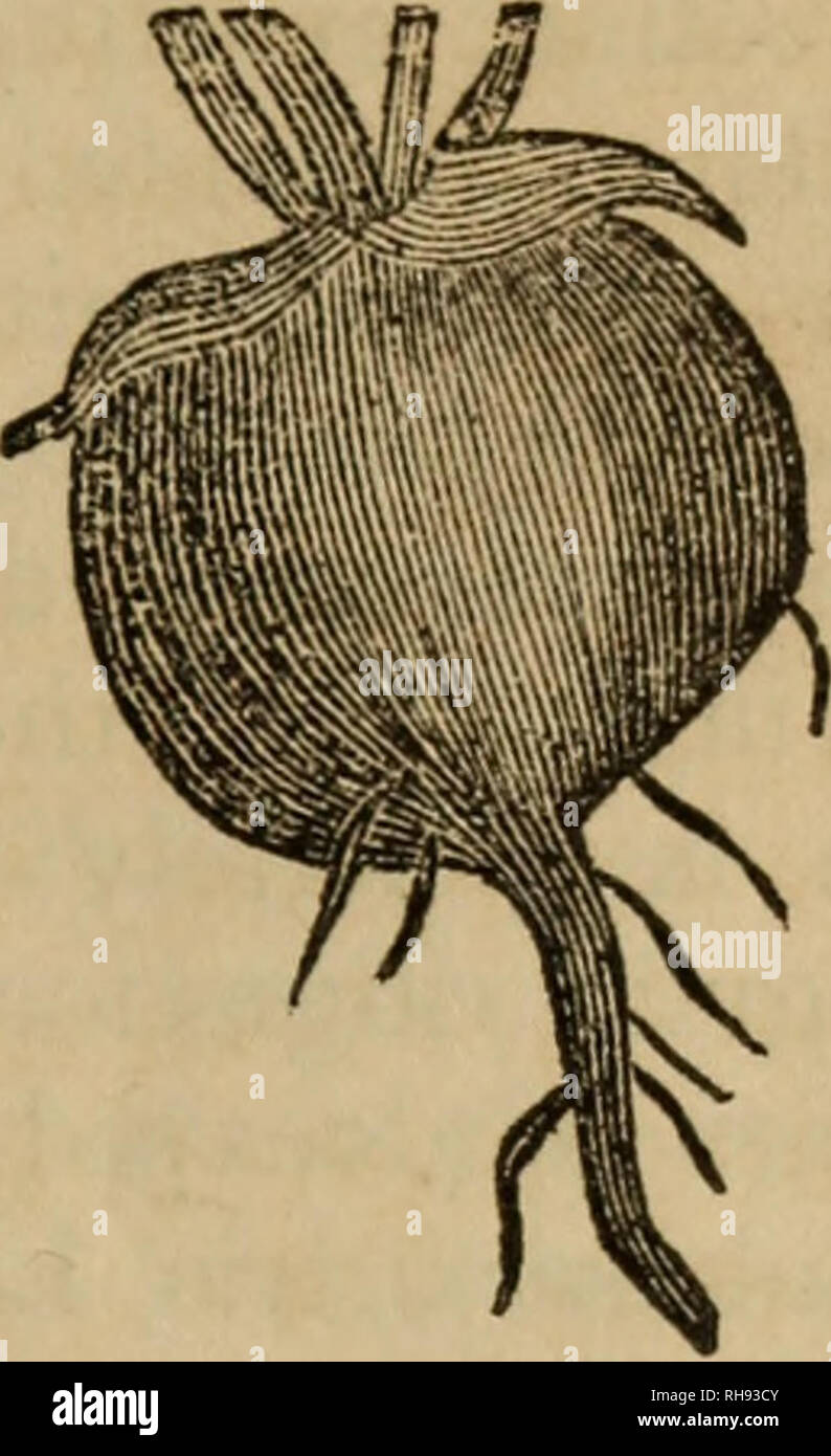 . Botany of the southern states. In two parts. Botany. 37 Fig. 33 ...
