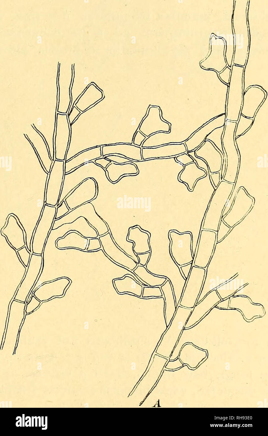 . Bothalia. Botany. Fig.l. 68. Meliola capensis (K. k Cke.) Th. Ann. Myc. X (1912), p. 19 ; Trans. Roy. Sac. S. Air., V, p. 731. Syn. Asferina capensis K. &amp; Cke., Grevillea 9, p. 32. This fungus occurs commonly on Rippobromus alalus. Its mycelial setae were described as being straight, simple, opaque, 300-400 X 5-10 i, pellucid near the acute apex. Examination of a large number of collection* shows that in the majority at least 50 per cent, of the setae are forked at the apex. The apex of the setae should therefore be described as simple, acuminate, or with two to three acute teeth. 'Fig. Stock Photo