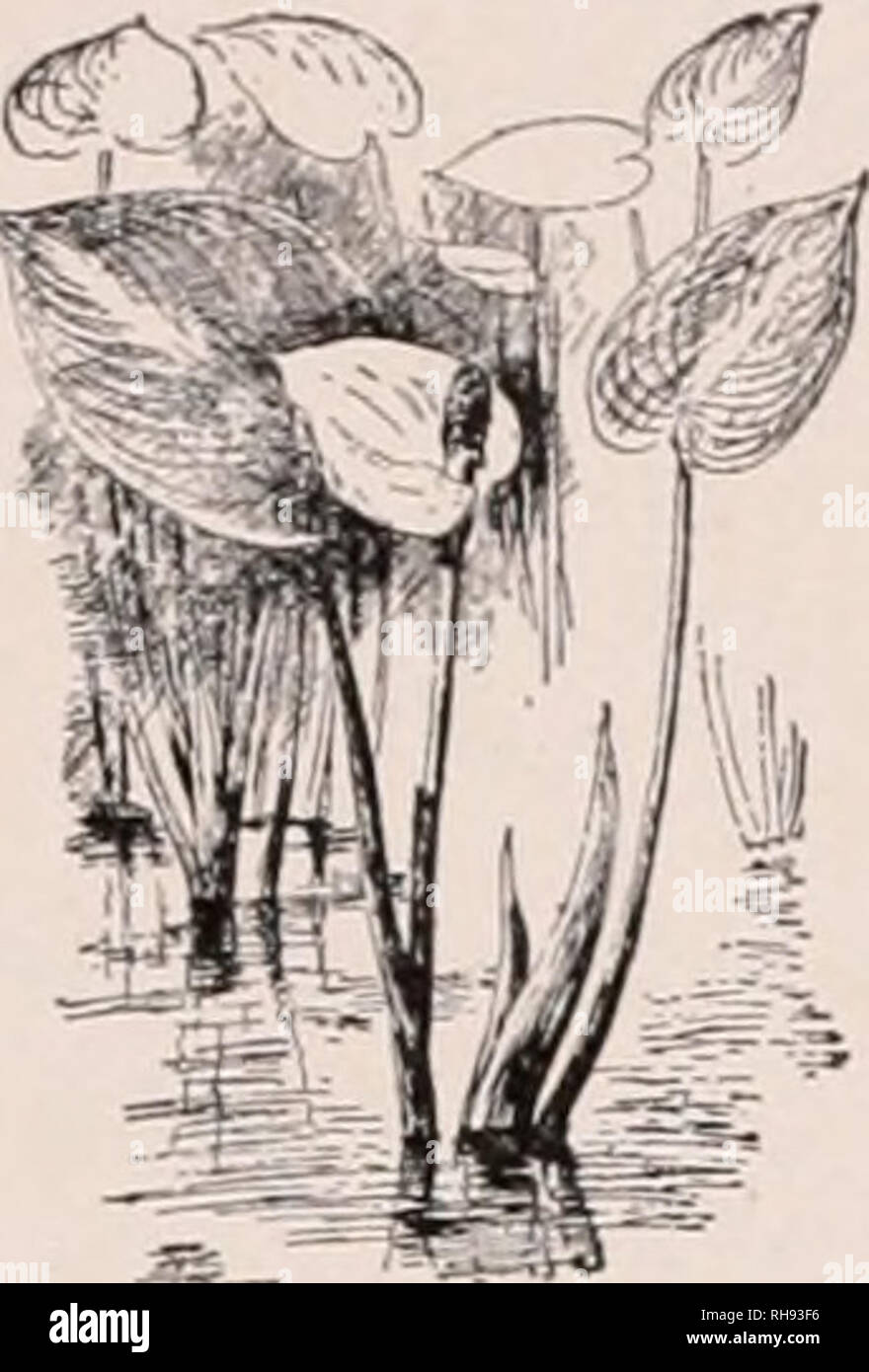 . Botany; an elementary text for schools. Plants. 296 THE KINDS OF PLANTS R. Africana, Kunth. Valla or Calla lily of gardens. Fig. 427. Leaf- blades broadly arrow-shaped, simple and entire, cross-veined, glossy: spathe white and wax-like. Cape of Good Hope. 4. CALLA. Differs from the above in having a spathe which d()( &gt; not inclose the spadix, and mostly perfect flowers (tiie upper ones sometimes staminate), each of 6 sta- niLii^ and 1 ovary: fruit a red berry. One species. C palustris, Linn. True Calla. Fig. 428. Leaves about 1 ft. high, the blades arrow-shaped: spathe about 2 in lung, wh Stock Photo