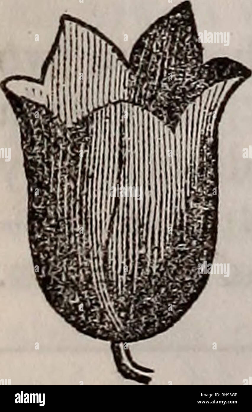 . Botany of the southern states. In two parts. Botany. V Rotate corolla. Funnel-shaped corolla. 2. Hypocrateriform, salver-shaped, with a border like the preceding, but with a long tube. (Fig. 96.) 3. Infundibuliform (Fig. 97), or funnel-shaped, having a regularly expanding tube, as in the Convolvulus. 4. Campanulate (Fig. 98), with the tube swelling at the base, and then gradually expanding into a limb. 5. Labiate. When the corolla is separated into two unequal divisions, called the anterior, or lower, and posterior, or upper Fig. 98. Fig. 99. Fig. 100.. Please note that these images are extr Stock Photo