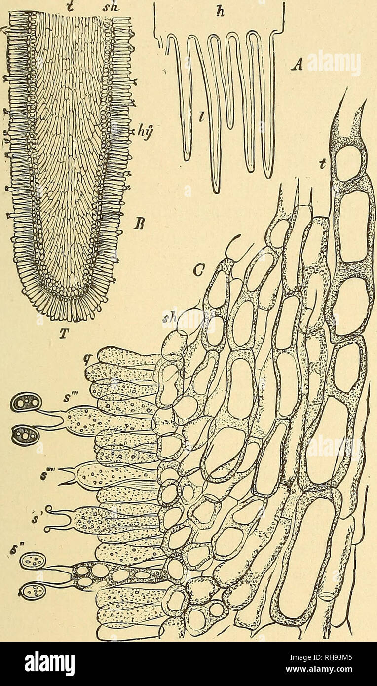 . Botany for high schools and colleges. Botany. HYMEN0MYGETE8. 327 come densely felted into tough masses five to ten or more millimetres in thickness, and of many centimetres in breadth and length; it frequently also becomes compacted. Fig. 226.—A, cross-section of the gills or lamellae {I), of Agaricus campestris ; h, portion of pileus ; B, section of one of the gills, more highly magnified ; t, the cen- tral tissue of the gill {trama) ; sh, the sub-hymenial layer of short, rounded cells ; hy, hymenium. O, a small portion of £, more highly magnified (x 550) ; t, trama; sh, sub-hymenial layer  Stock Photo